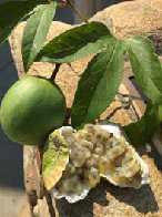 Clay's Corner:  Autumn Wild Edibles