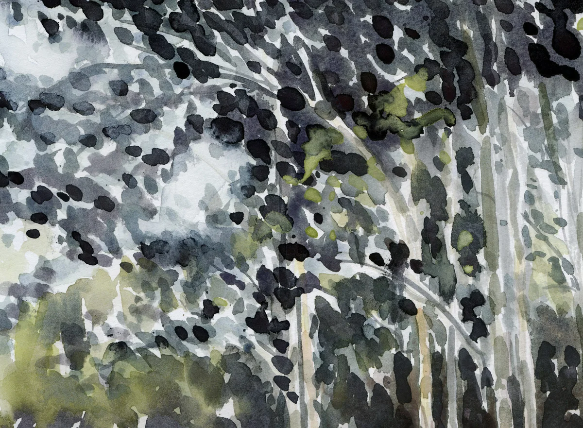silver birch web 1.jpg
