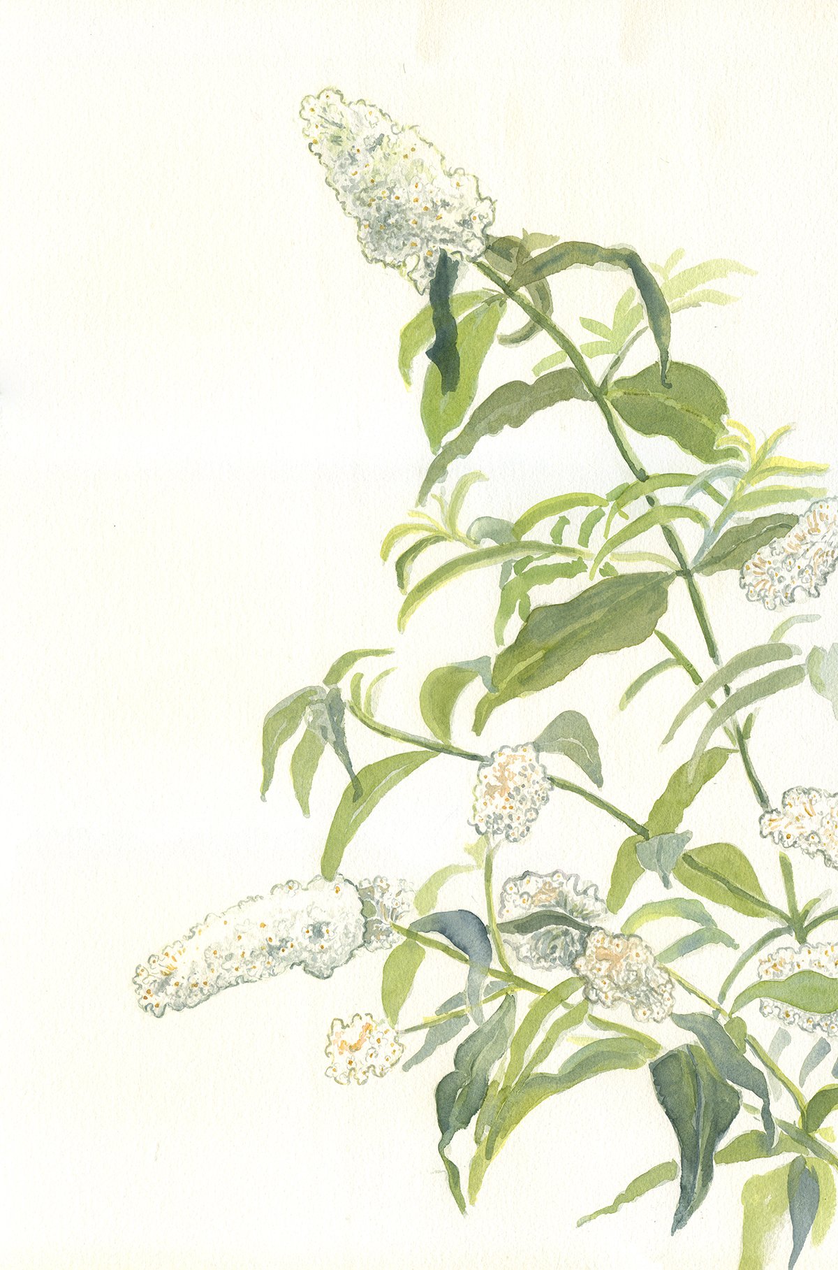 These white buddleia flowers come tapping at my living room window every summer. They are usually covered with butterflies which we get a good view of from inside the room. I love the dignified structure of this cool white buddleia, it is very calmi