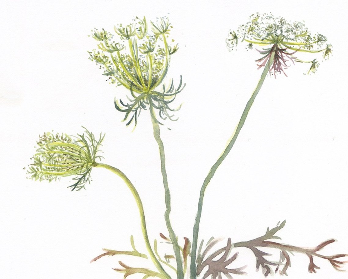 I grew these wild carrots from seed for the first time this year. They have such a gentle nature. Very softly flowering on and off all summer long, each plant seeming to take it in turns to have its day in the limelight. I’ve loved watching the way