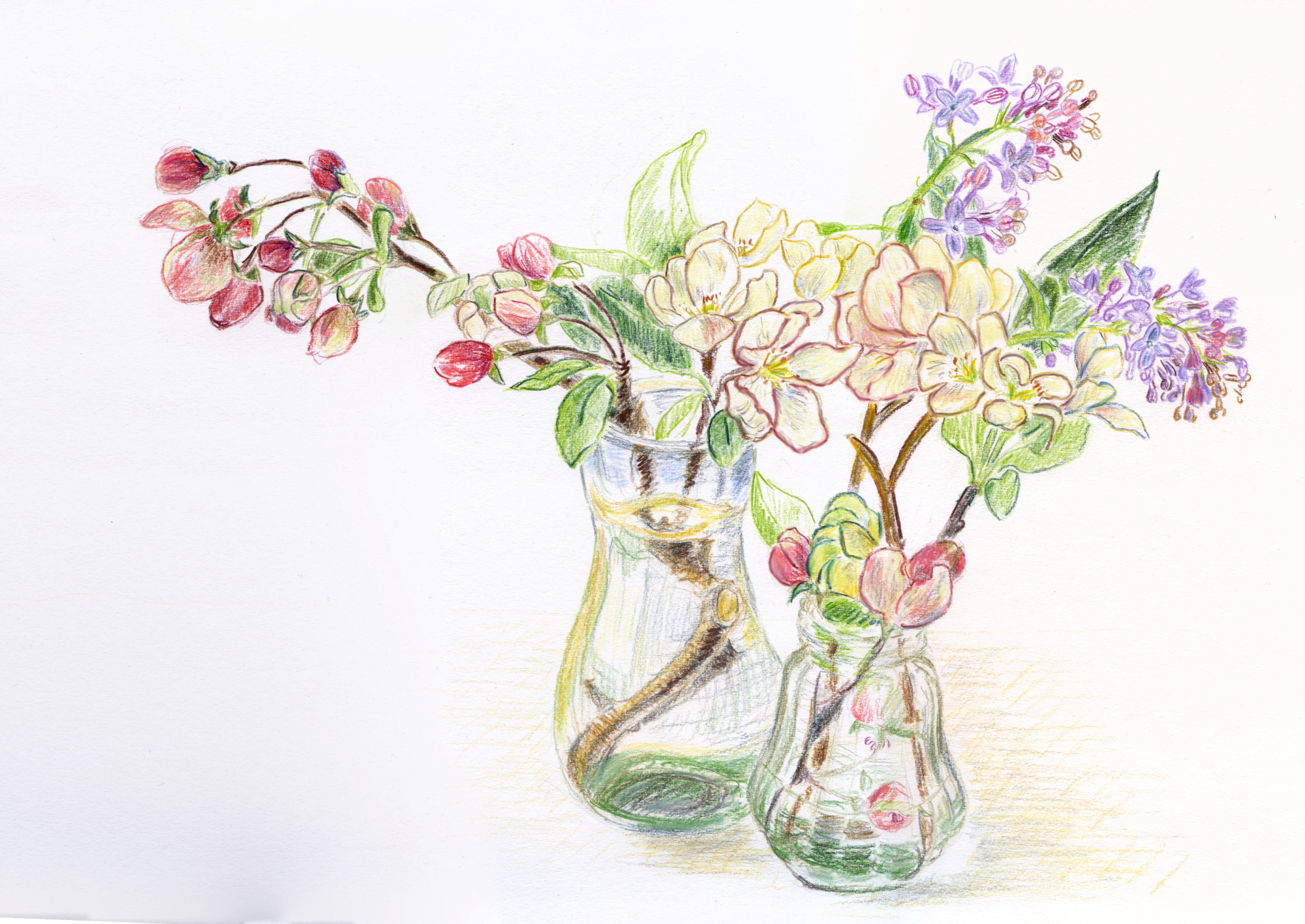 "Crabapple Blossom & Lilac"  Coloured pencil on Fabriano Artistico HP paper  42 x 30 cm