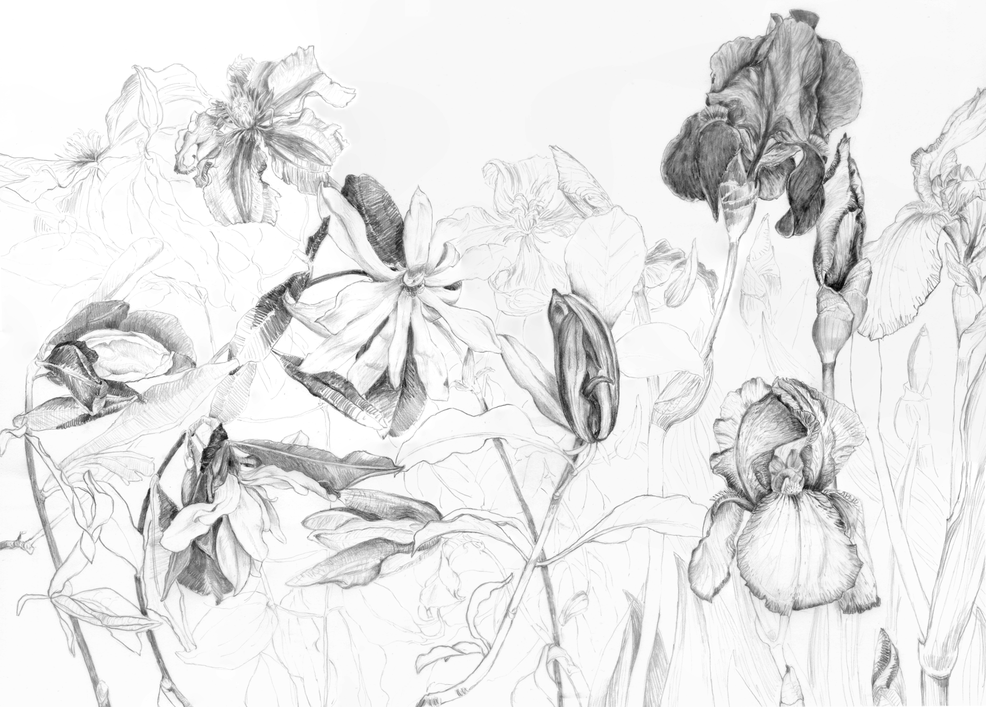 I drew these flowers throughout spring. I was still deep in the murky depths of my dissertation and struggled with finding dedicated time to draw and paint. So I continued with the same approach as before, drawing the flowers over a period of weeks,