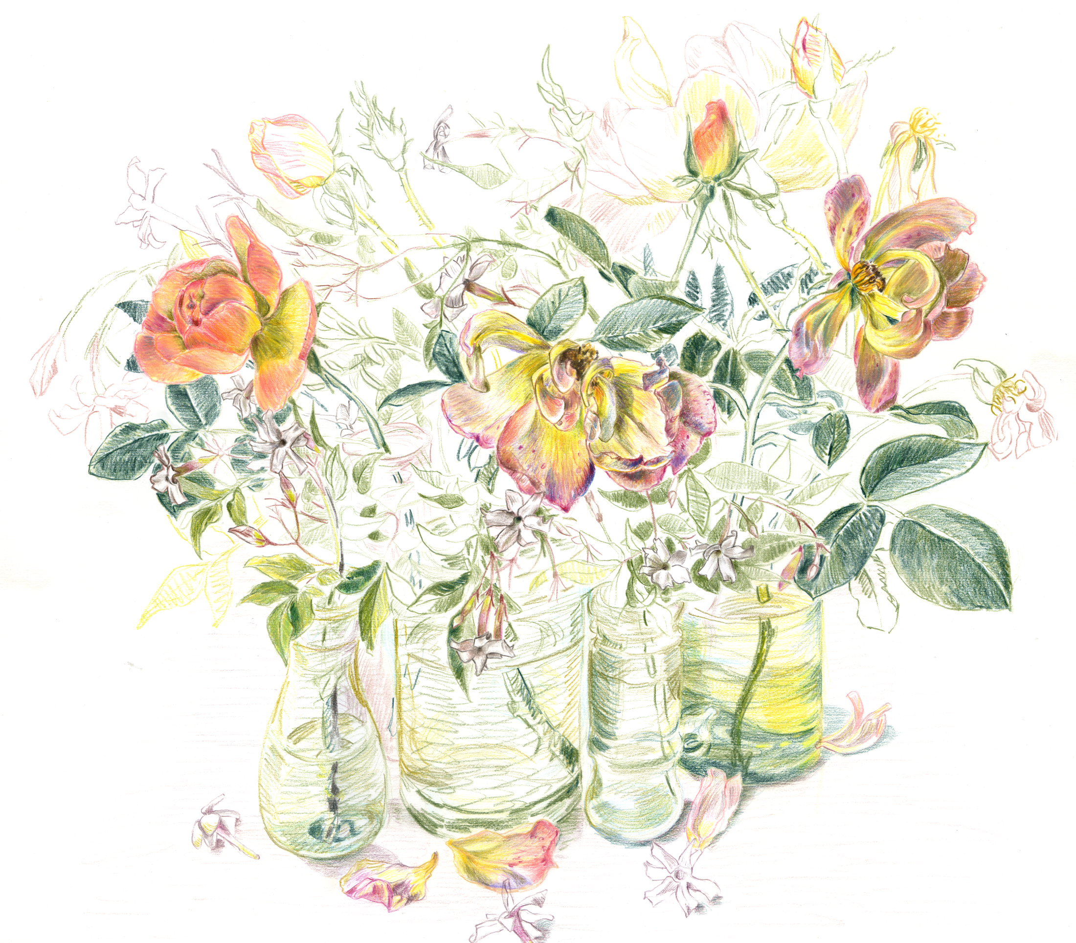 I drew these flowers after I handed in my dissertation; I think they convey my celebratory mood! I certainly did a lot of dancing about the house after I had pressed the submit button. The roses are from my back garden, and the summer jasmine was