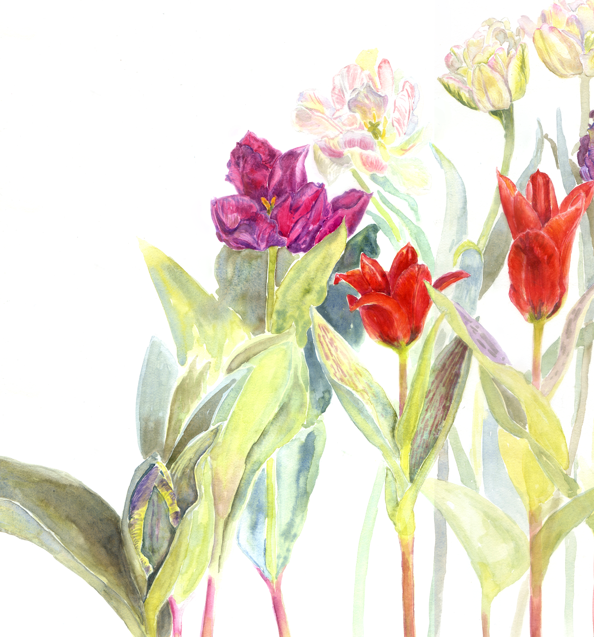 Tulips 2 Lighter 02 Web 2.png