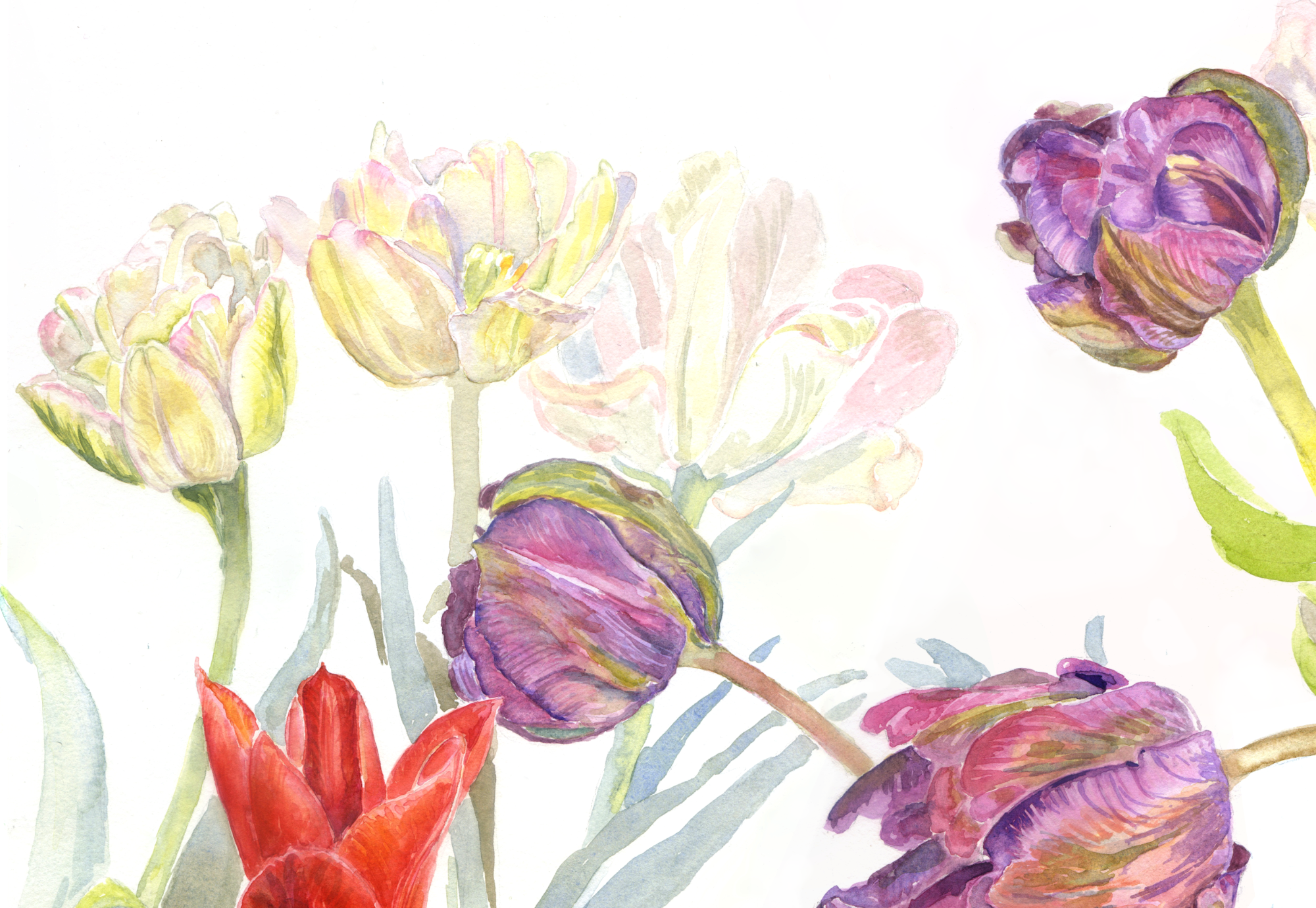 Tulips Lighter Web 3.png