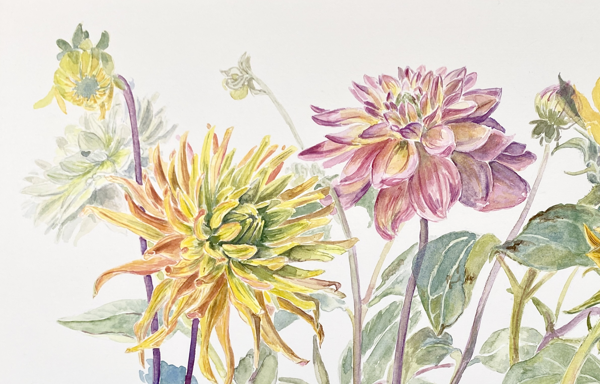 Dahlias Web 2.png