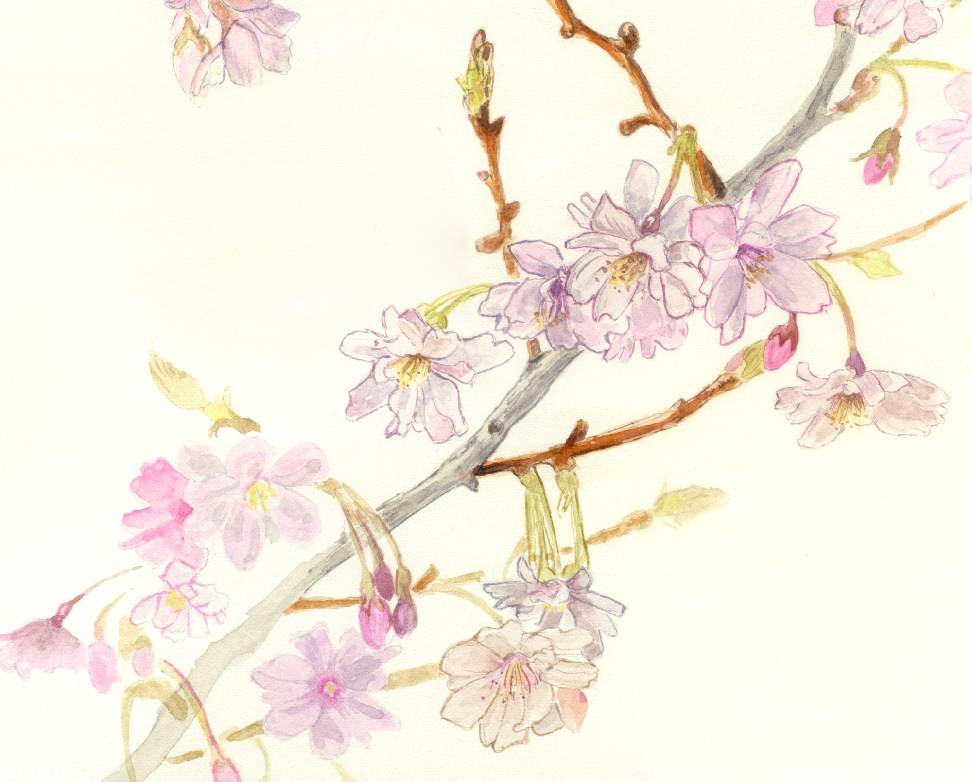 Cherry Blossom 2026 web crop.png