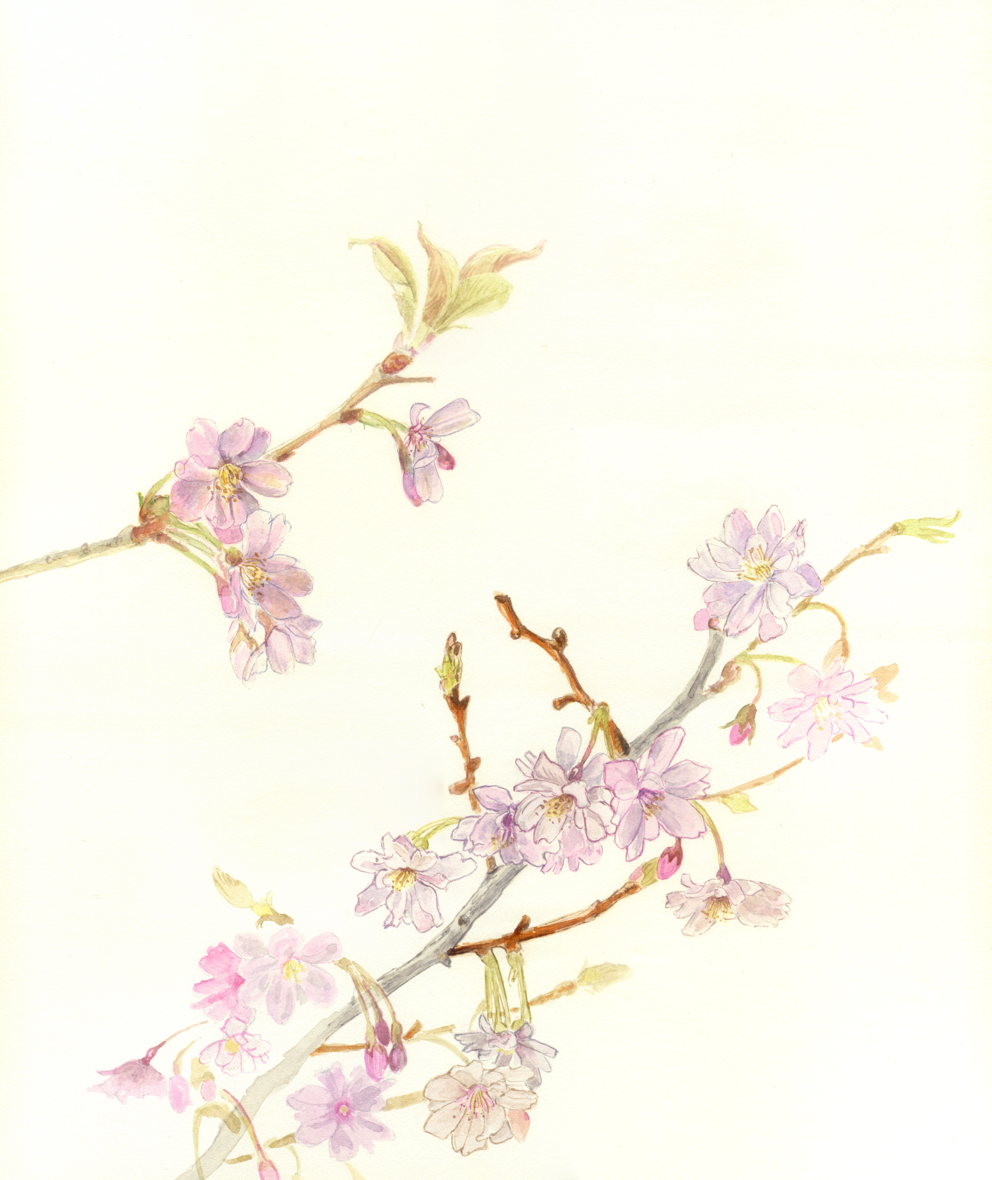   “Autumnalis Cherry Blossom”   March 2026  Watercolour on Fabriano Artistico paper, 30.5cm x 34 cm   We have a new little winter flowering cherry tree ('Autumnalis Rosea’). It is waiting for a space to be created for it to go permanently into the gr