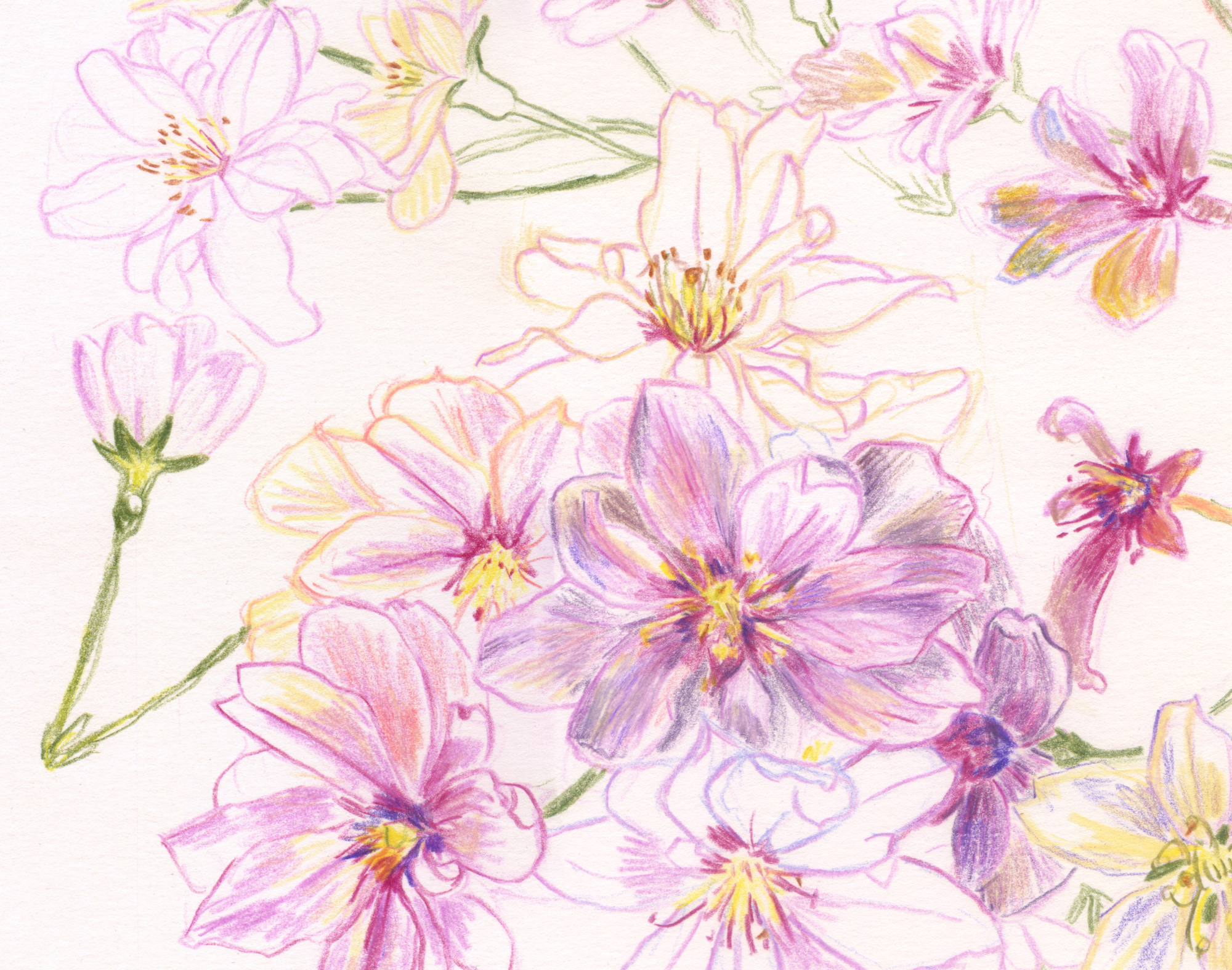 Web crop Coloured Pencil C.Blossom 2026 Flat copy.png