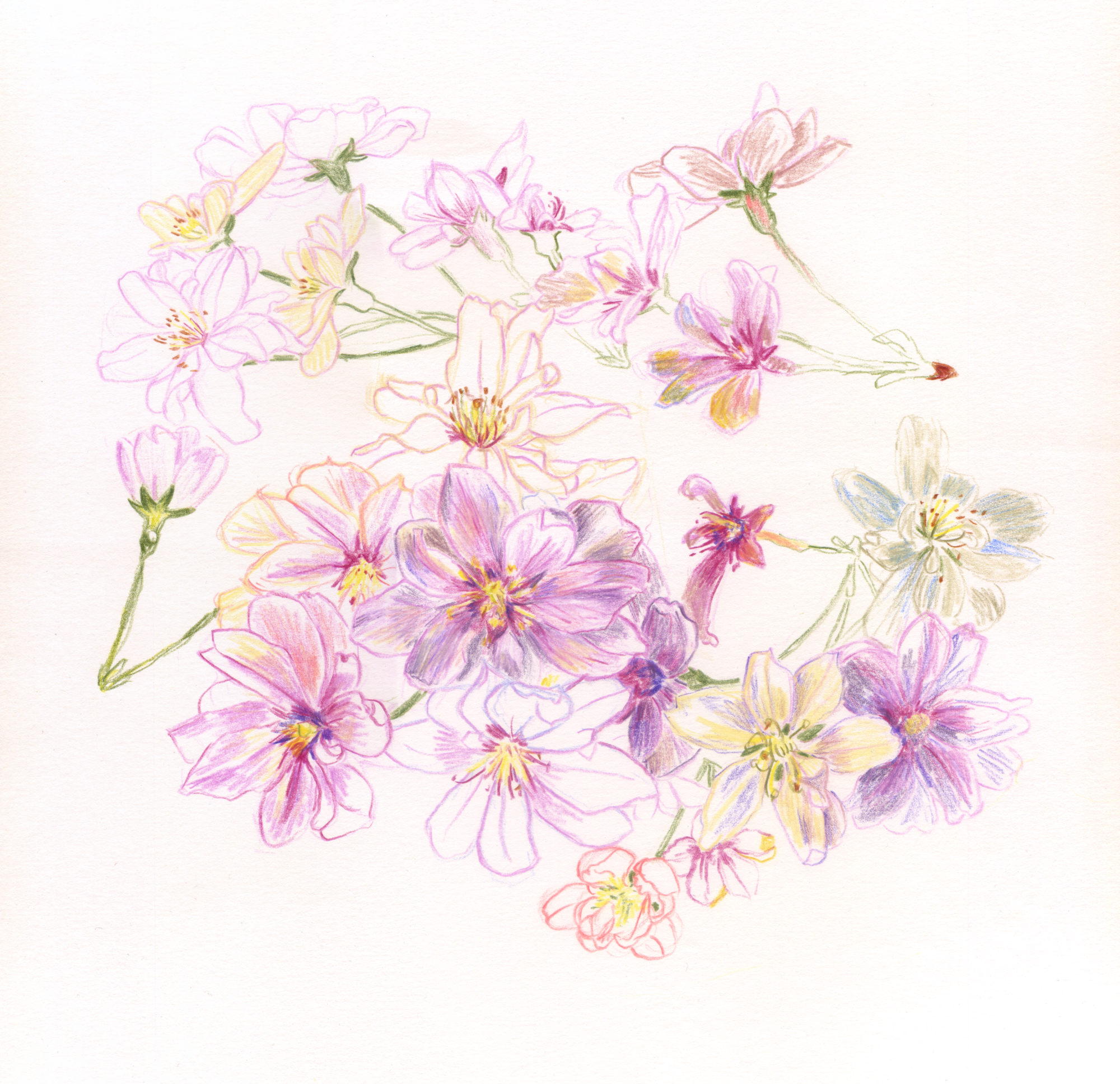 “Cherry Blossom March 2026” Caran D’Ache Luminance coloured pencils on smooth Daler Rowney drawing paper, 26cm x 29.5 cm Drawn from blossoms floating in bowl of water. We have a new little winter flowering cherry tree ('Autumnalis Rosea’). I