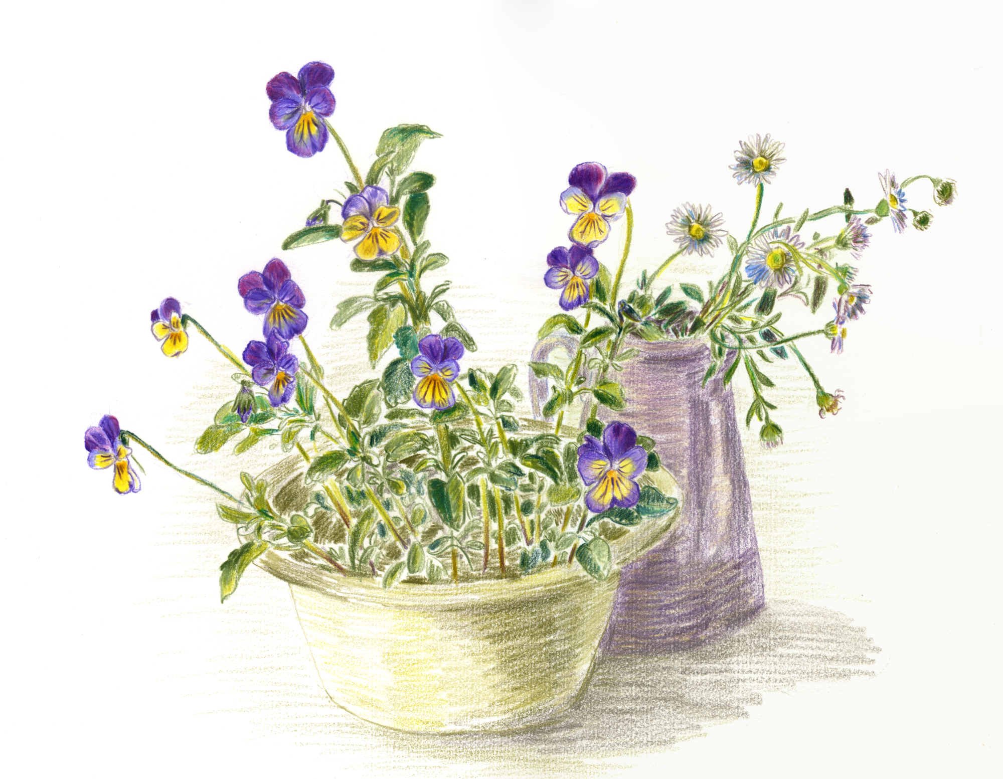 I always love to draw and paint viola tricolour: it is one of my favourite flowers. It has a happy smile on it all year round nearly; and the erigeron is the perfect companion, also dainty in size, and surely just as happy as the violas. “Viola T