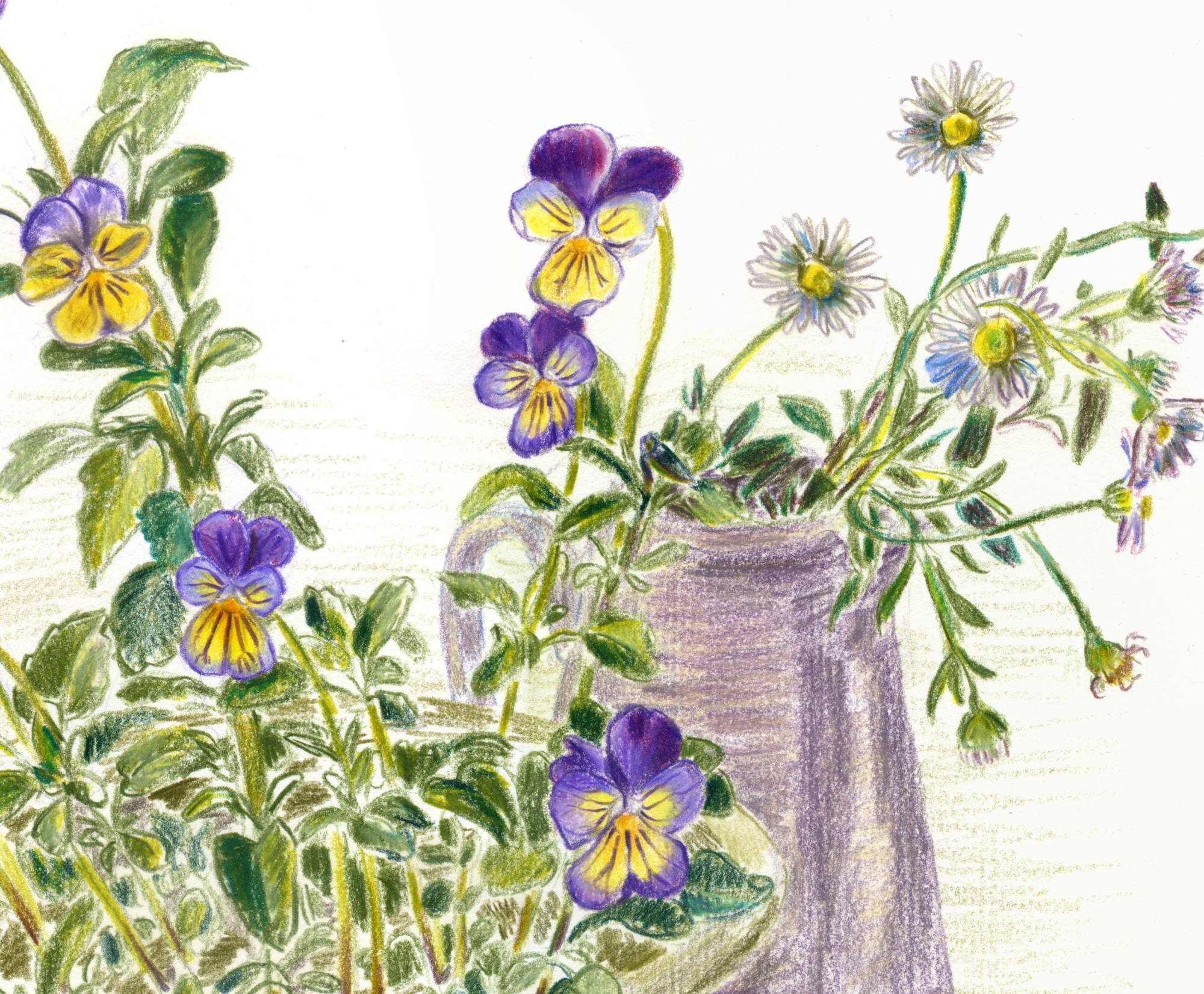Viola & Erigeron Web crop.png