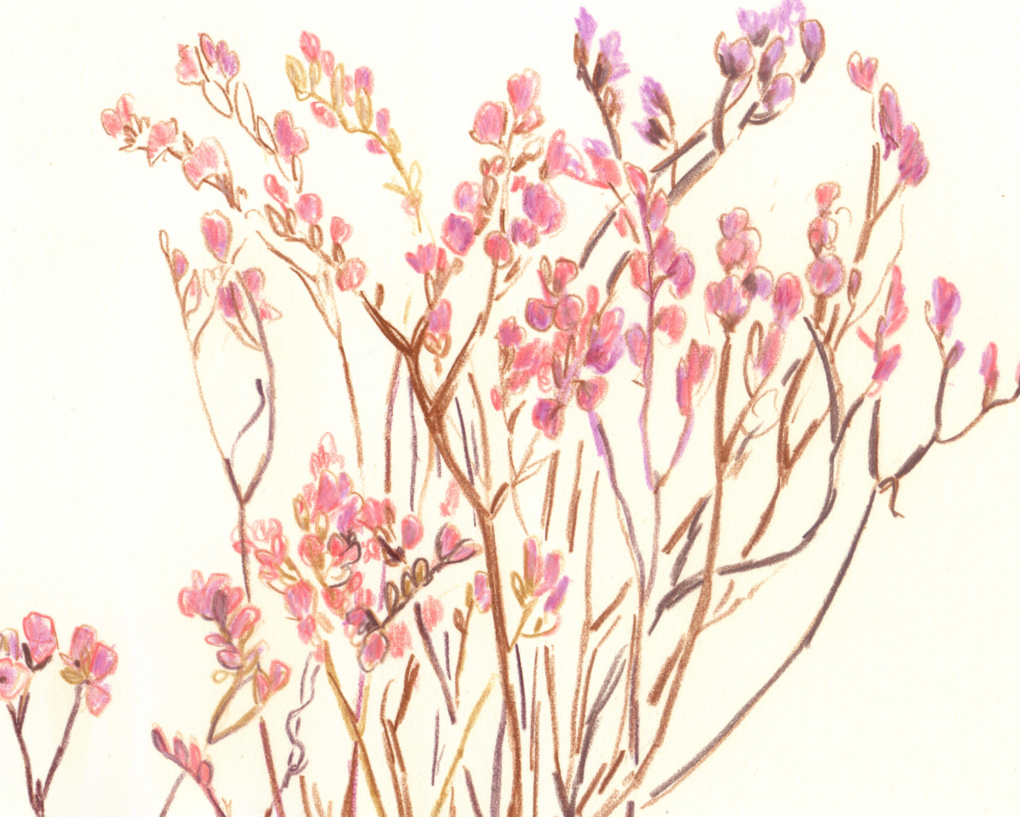 Dried Flowers 2025 Web crop.png