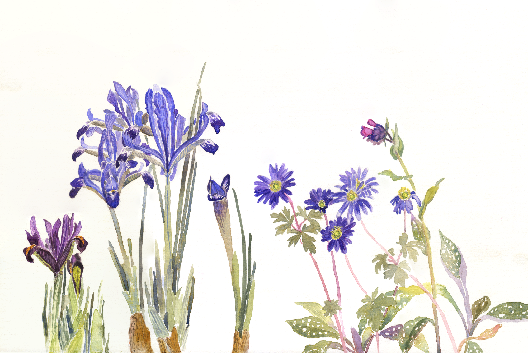 It was a delight to paint these sparkling, early spring flowers after the muted palette of winter. A joy.    “Spring Iris, Anemone Blanda &amp; Pulmonaria”   Watercolour on Fabriano Artistico HP paper, 640gsm  57 × 38.5cm 