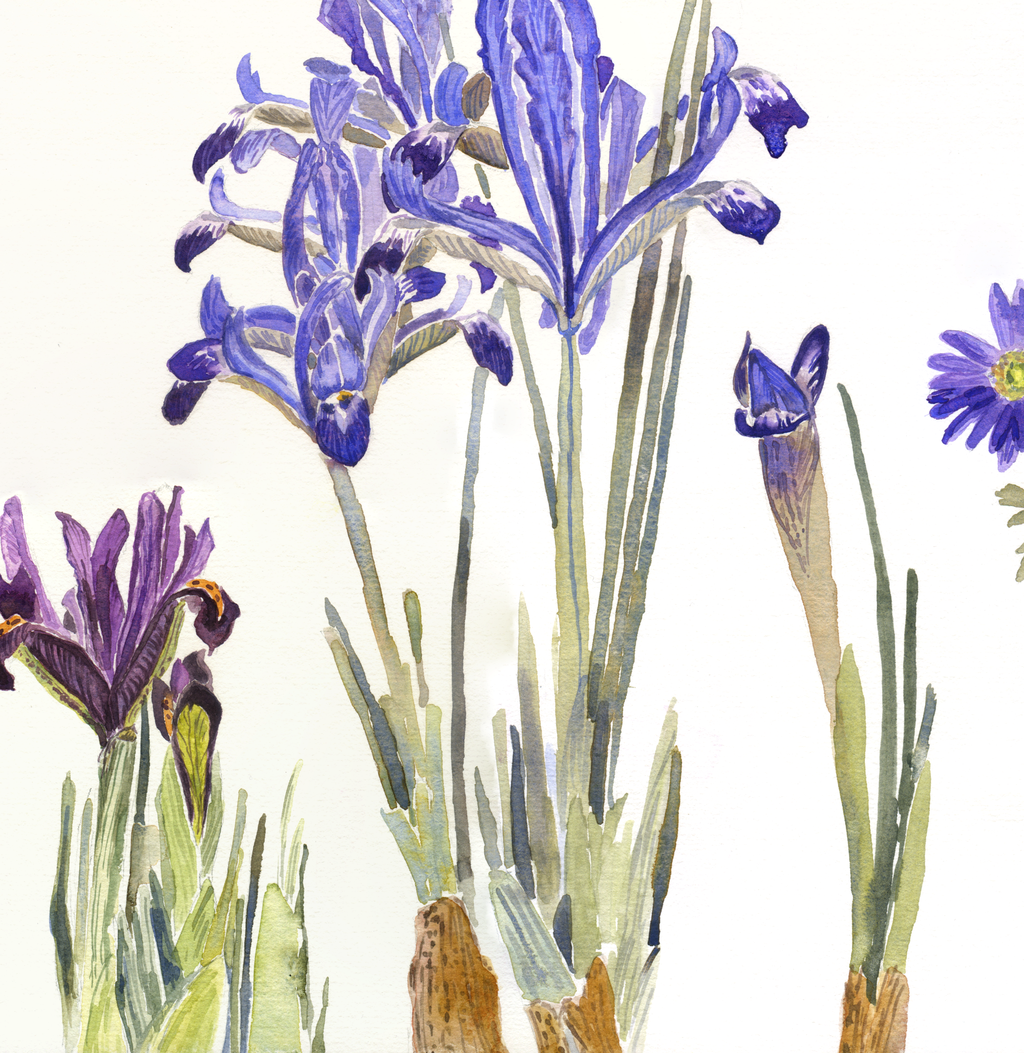 2a. Iris, Anemone Blanda, Pulmanary Web Crop.png