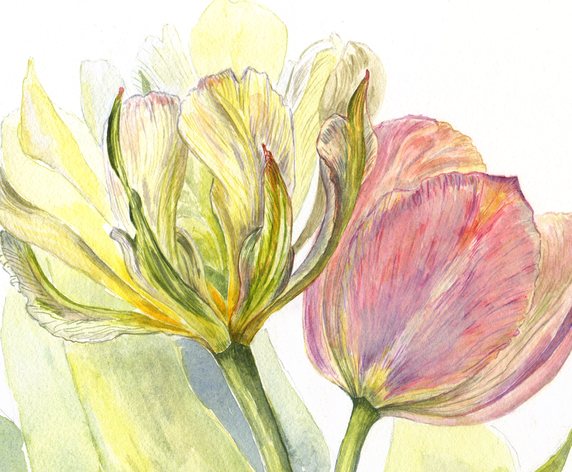 Dancing tulips Web Crop.png