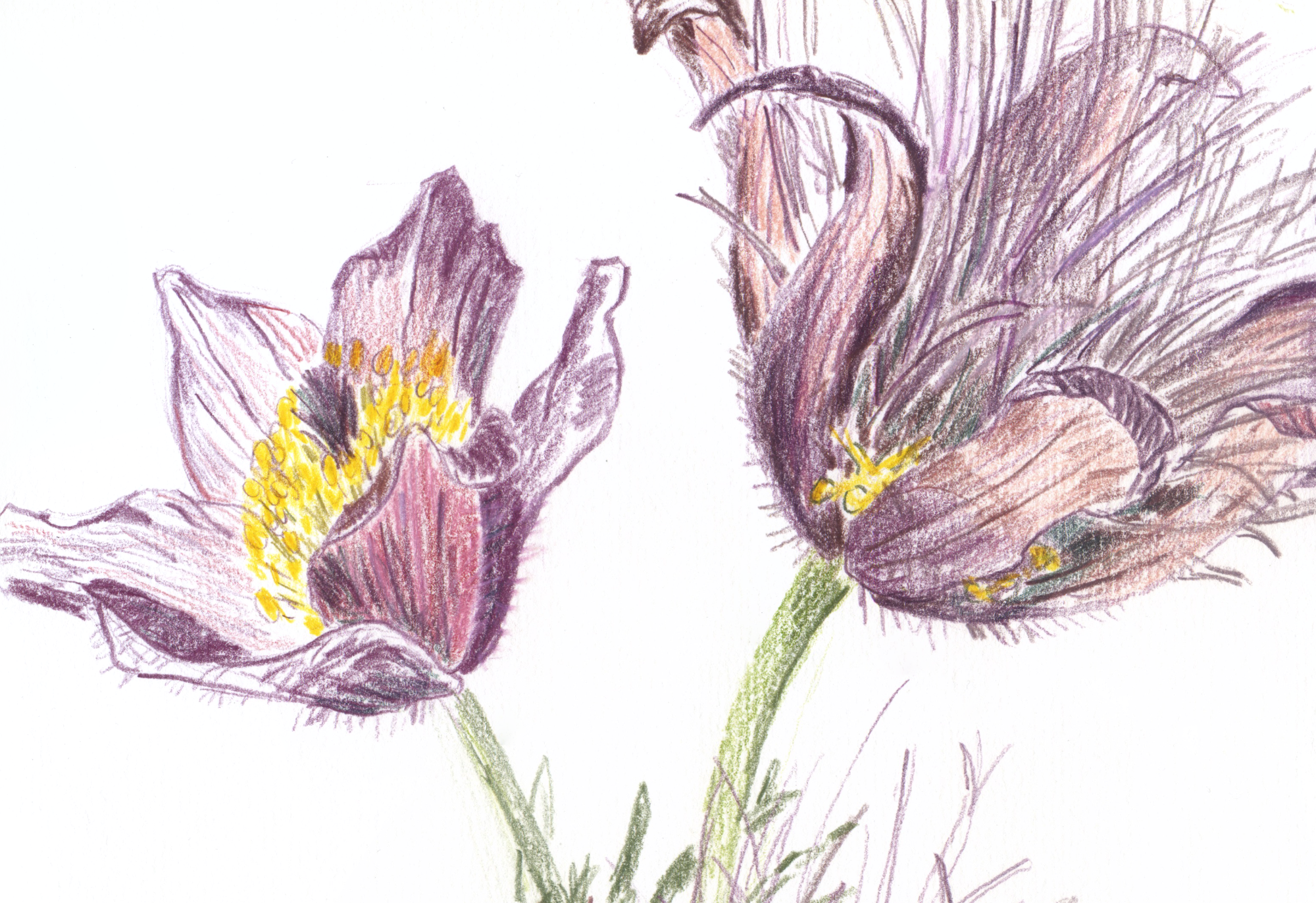 Pasque flower crop1.png