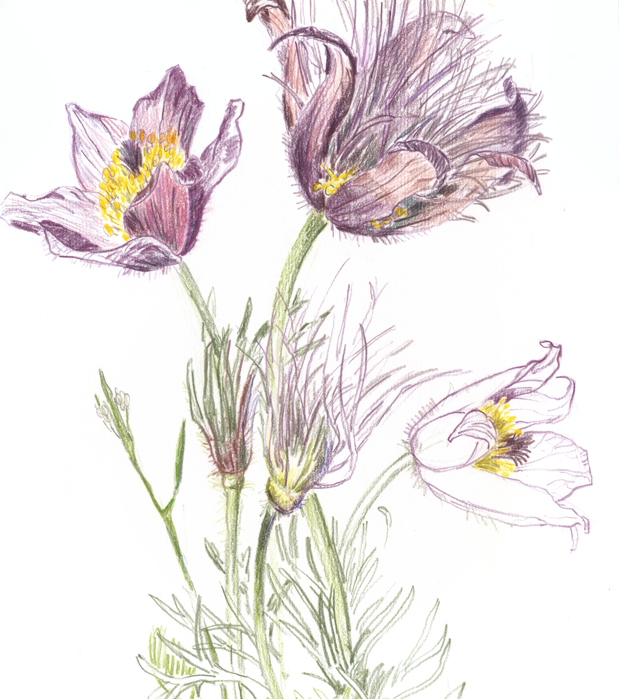 I have wanted to draw pasqueflowers for some time now. This one was bought as a gift to me back in the spring. It was a pleasure to draw. There were many elements to explore as there is so much going on with this flower: first the beautiful buds,