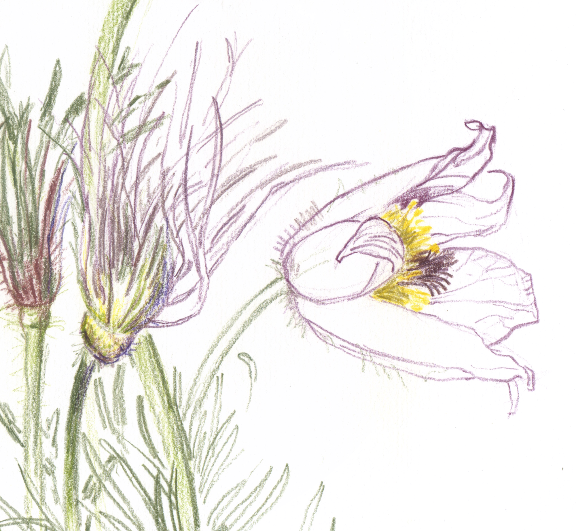 Pasque flower crop2.png
