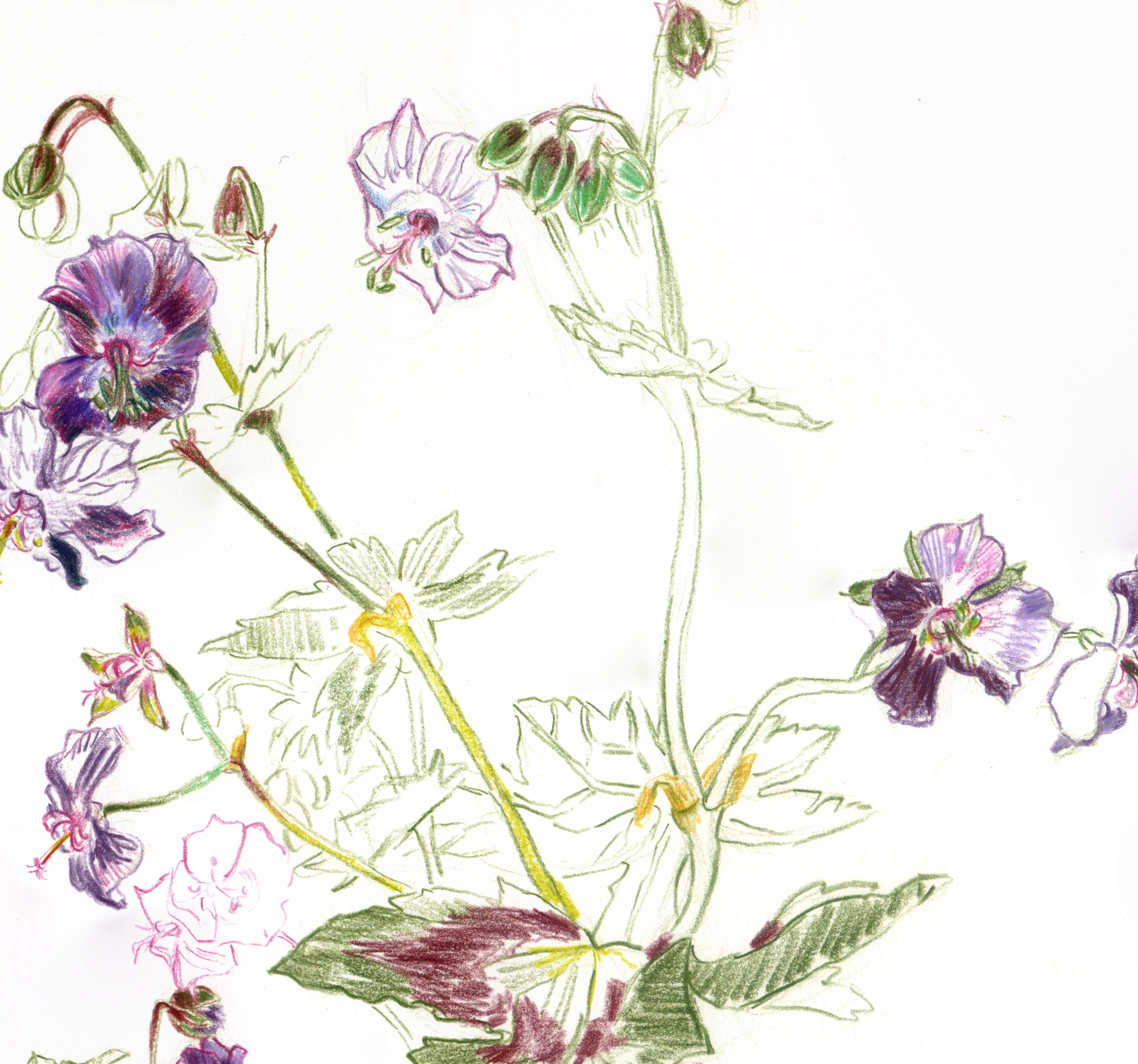 Geranium Samobor Crop 1 web.png