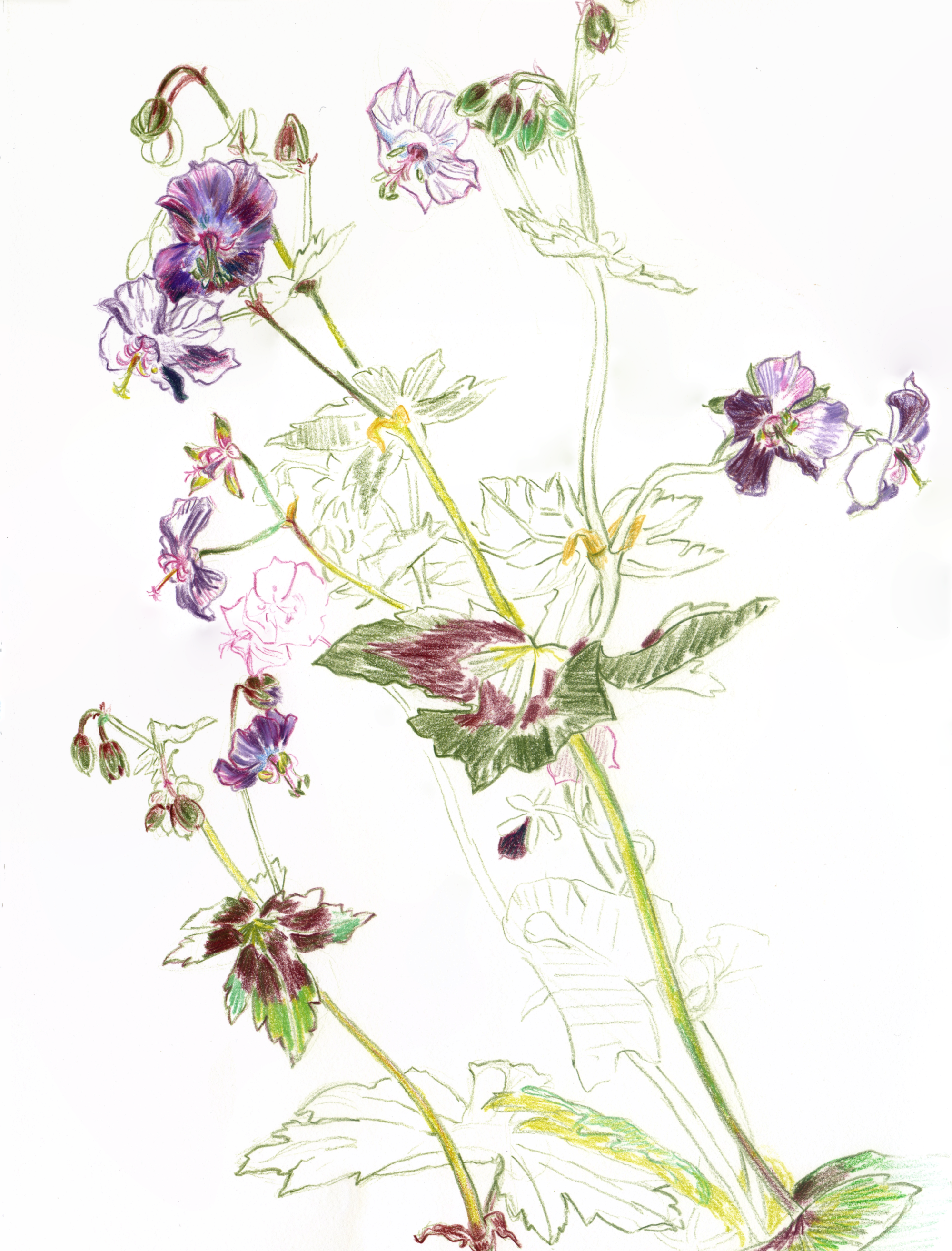 I drew this Geranium Samobor a few weeks after the Pasqueflower and noticed it had a very similar palette; the two drawings work nicely together. The flowers here though are small, steady and unassuming. To me, their deep purples and lilacs are quie