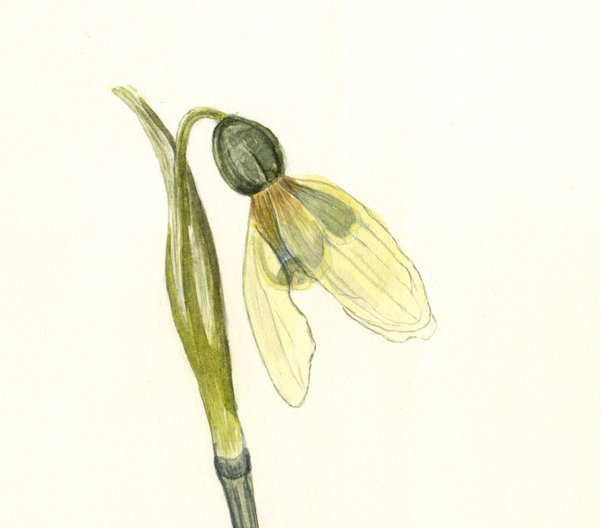Pressed Snowdrop crop web.png