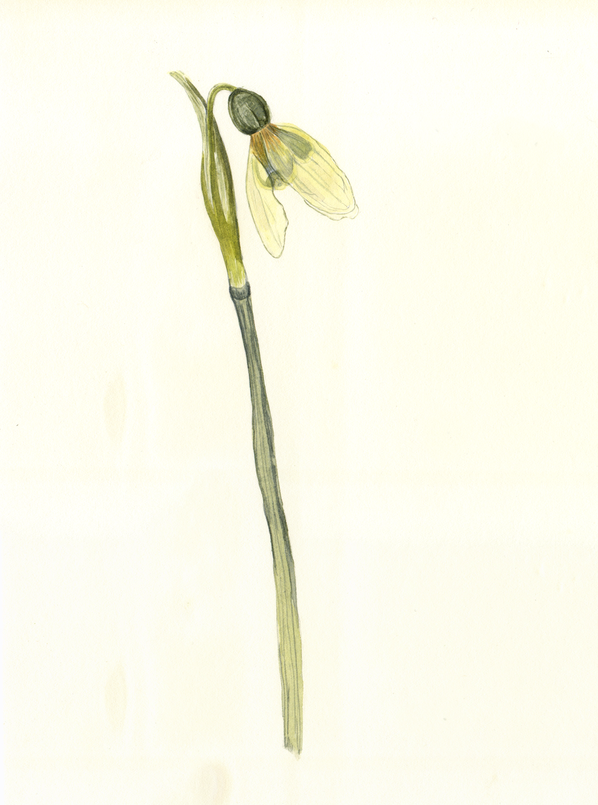 I haven’t had much time for my own work recently. When I received this single pressed snowdrop as a gift I thought, yes, surely I can manage to paint this one snowdrop, diminutive and divine in its preservation. I then spent a quiet hour painting