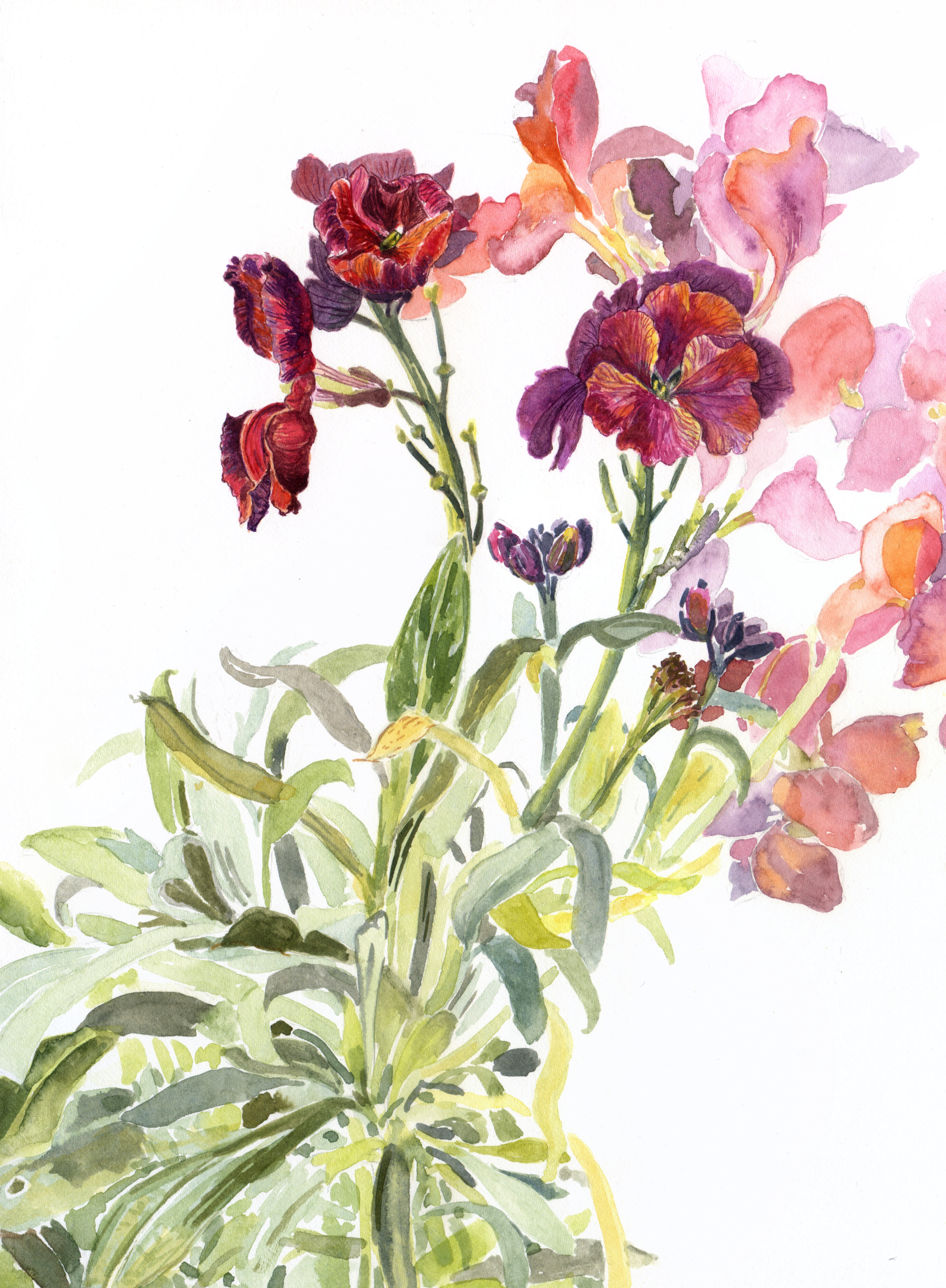 I painted these wallflowers back in March. Their unusual claret and orange tones were fabulous to paint. The floppiness of the carefree petals and leaves were marvellous to portray with the paintbrush. Although their actual stems are very strong and
