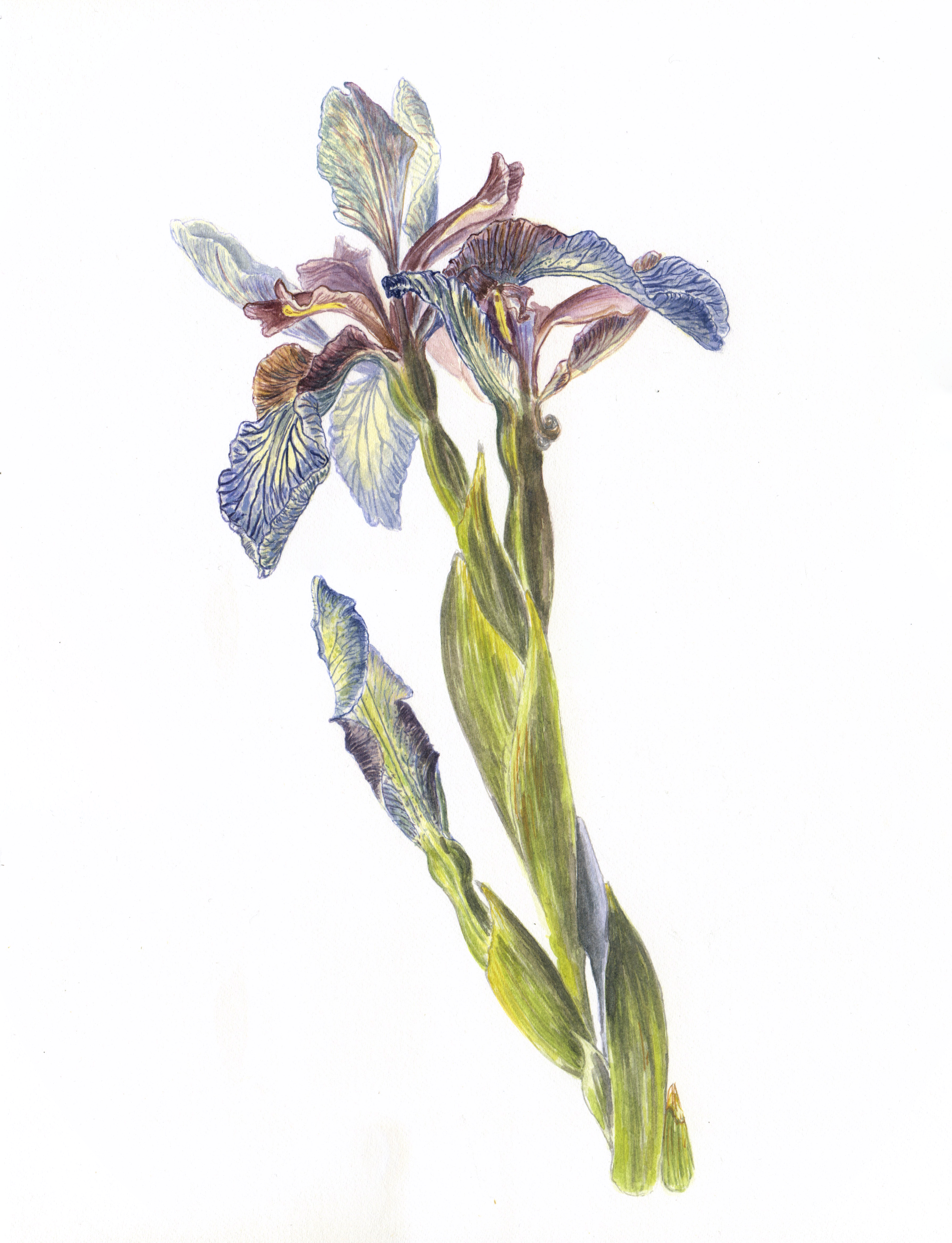 I love painting all the flowers that come my way, and I really particularly enjoyed painting this stinking iris. What is considered to be a diminutive, understated and restrained flower, was to me, sublime. The elegant structure of the stems are d