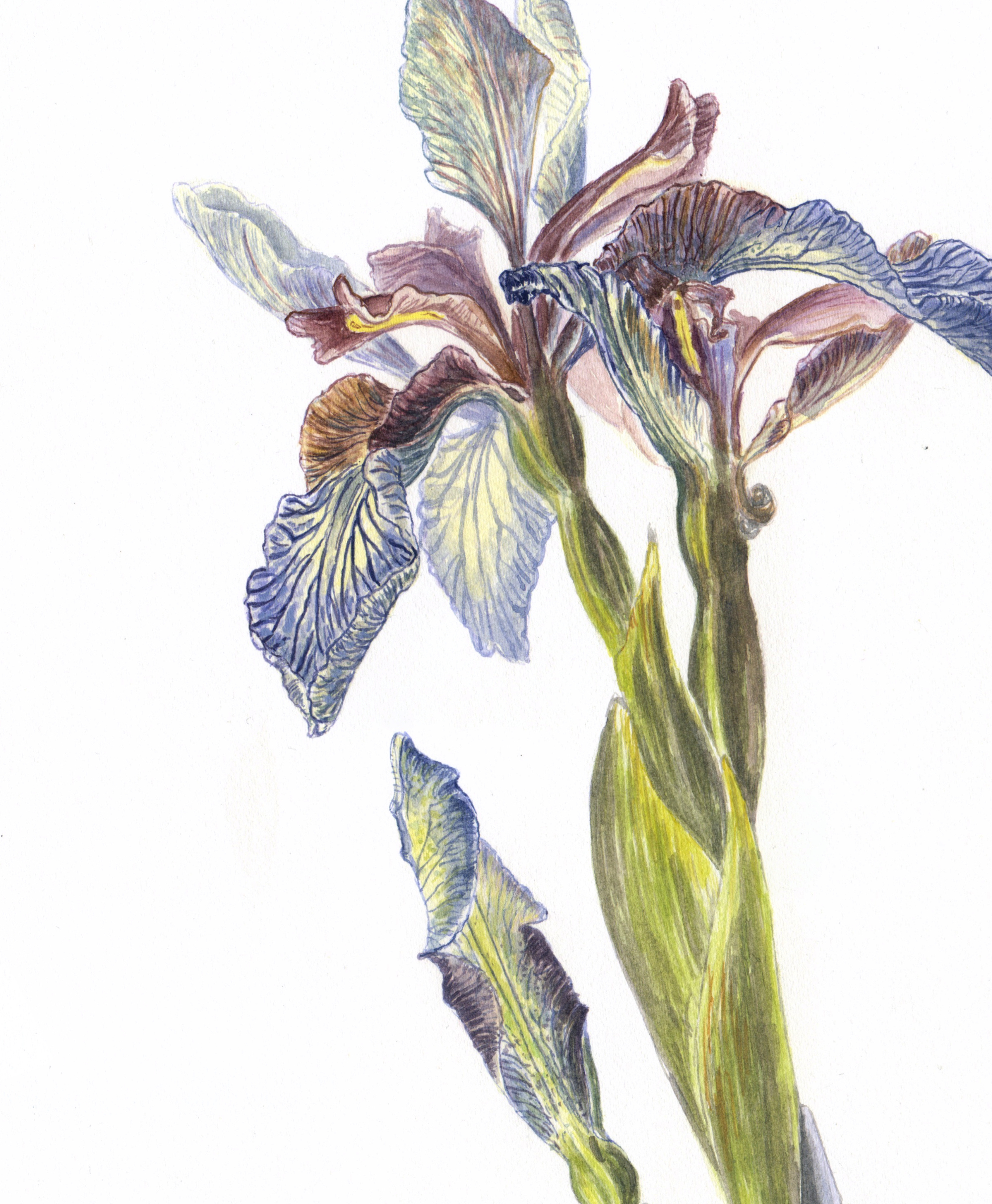 Stinking Iris Web crop.png