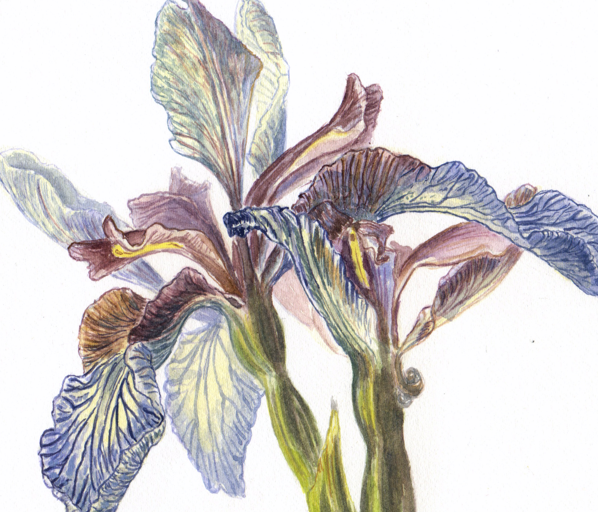 Stinking Iris web crop 2.png