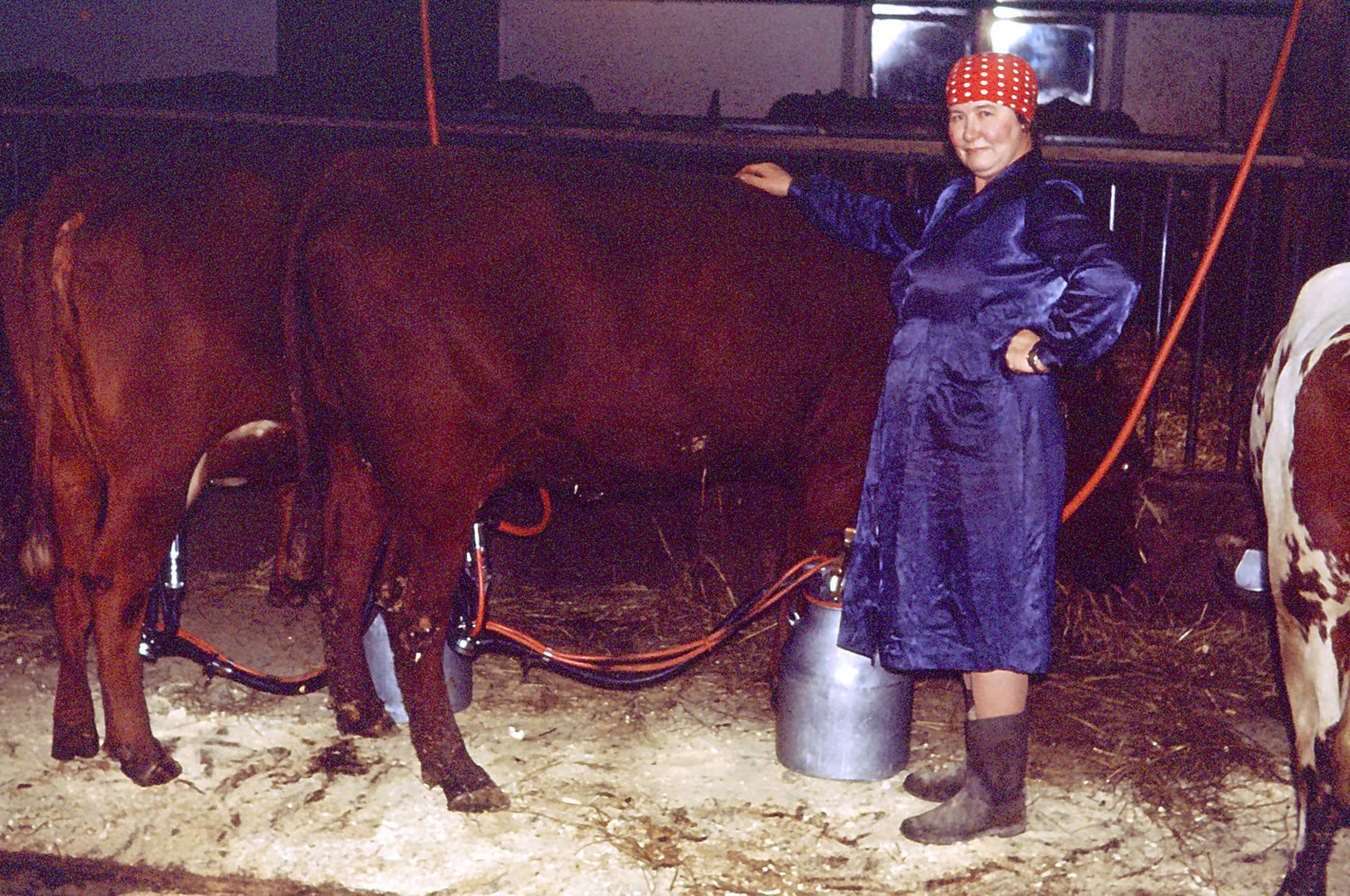  Fjøset på Dyster gård. Fru sveiser Marry Haugen. 1960. 