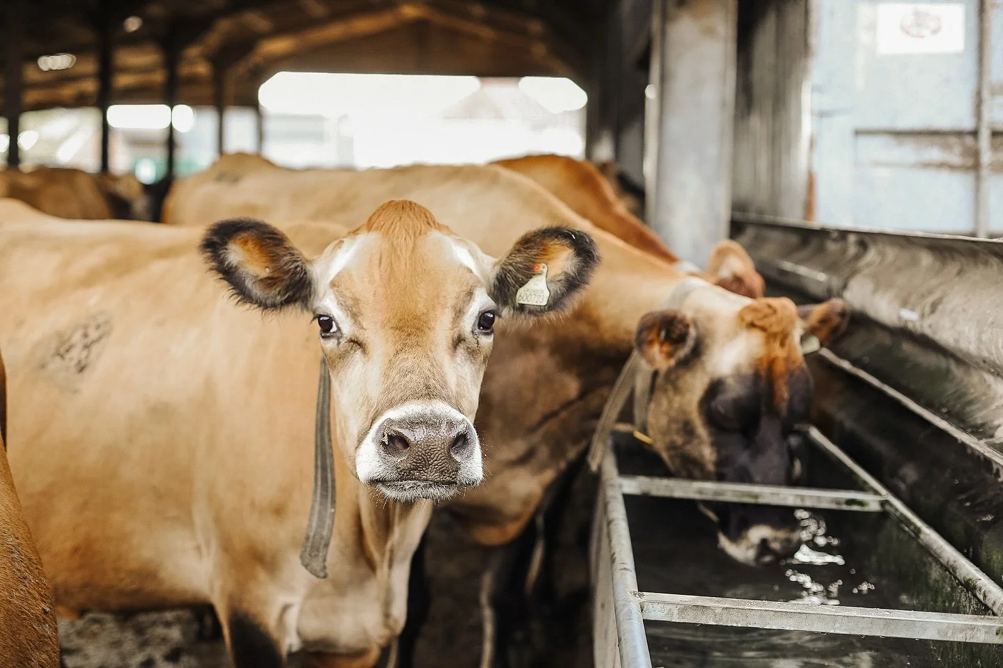 We&rsquo;re working on a little story series with food producers and suppliers to champion passion and provenance in the industry. 

In the midst of rising costs and challenges facing many businesses, we&rsquo;d like to showcase the time and expertis