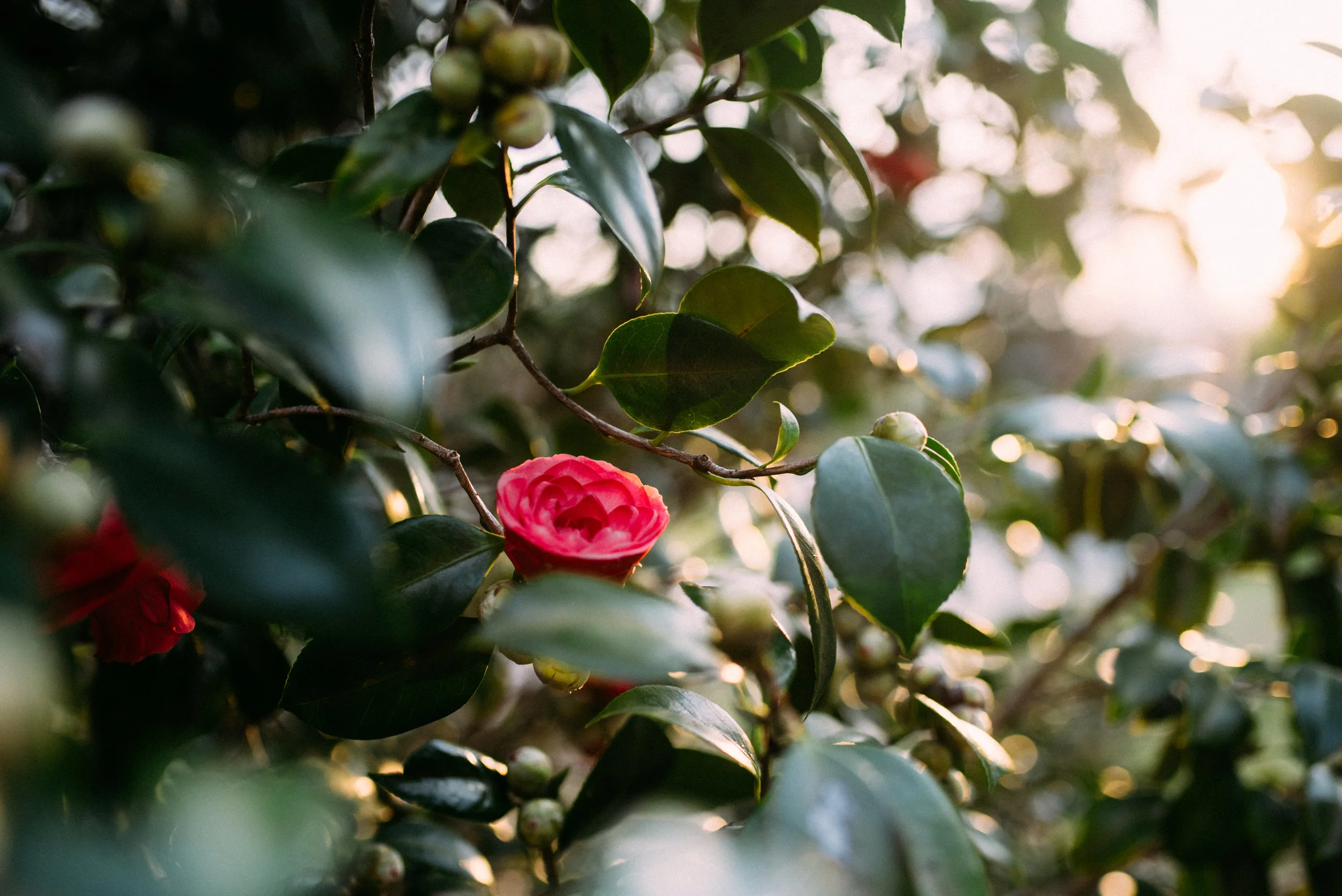 lisbeth-paul-engagements-224.jpg