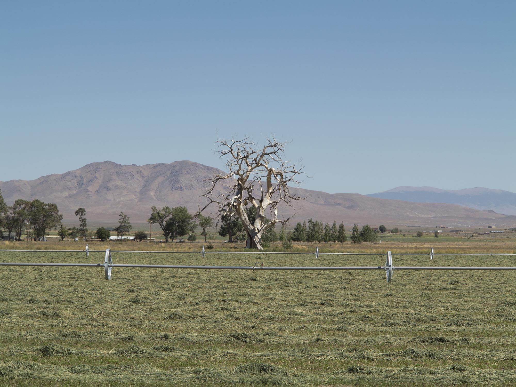 Alfalfa field, Smith Valley, Nevada 2016