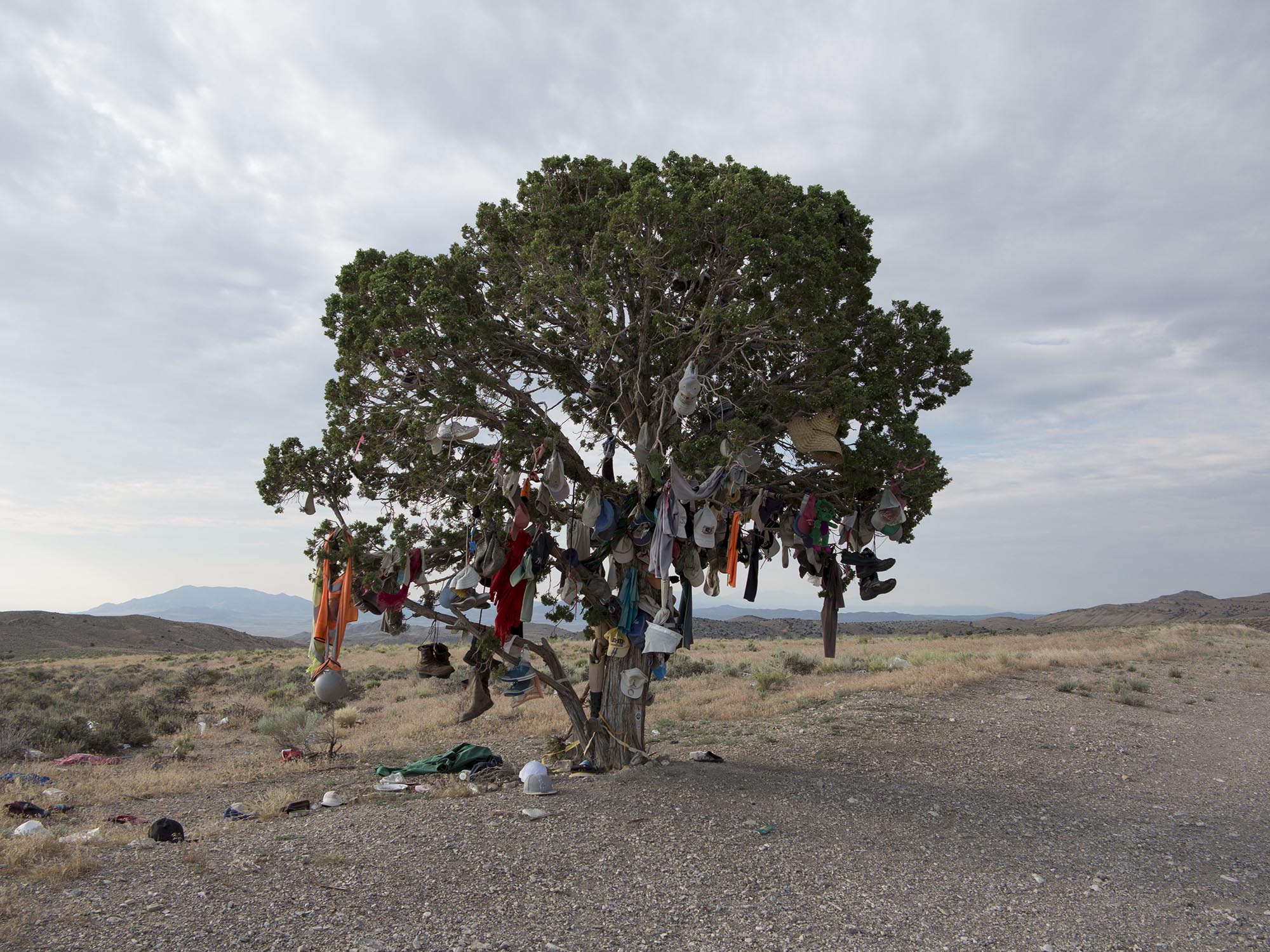 Decorated Tree ALT93A, near Wendover, Nevada 2015