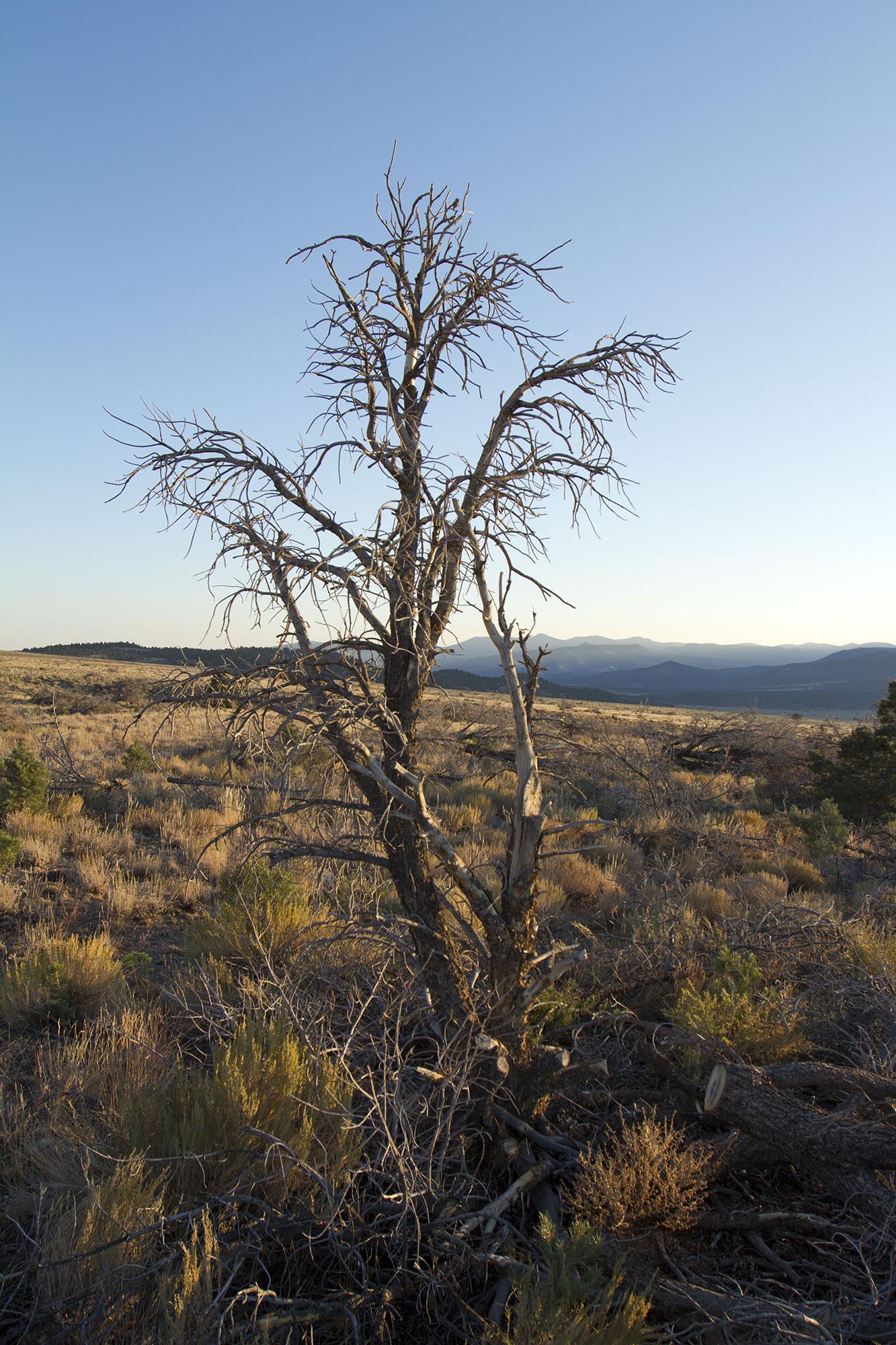 Sweet Water Canyon, Nevada 2016