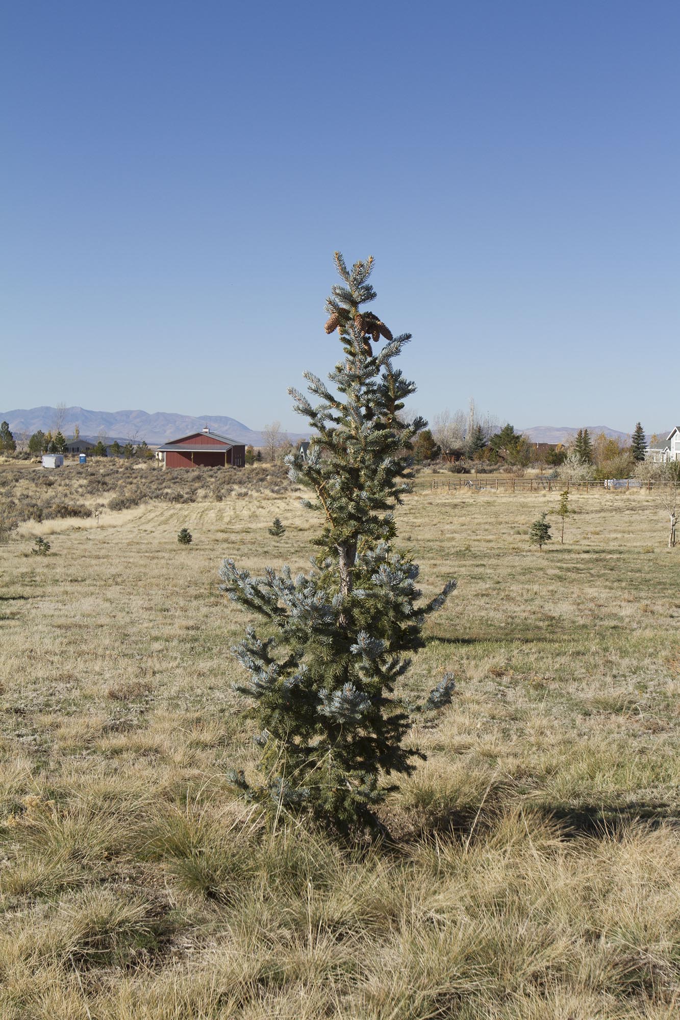 Colorado Blue/Green Spruce, Spring Creek, Nevada, 2016