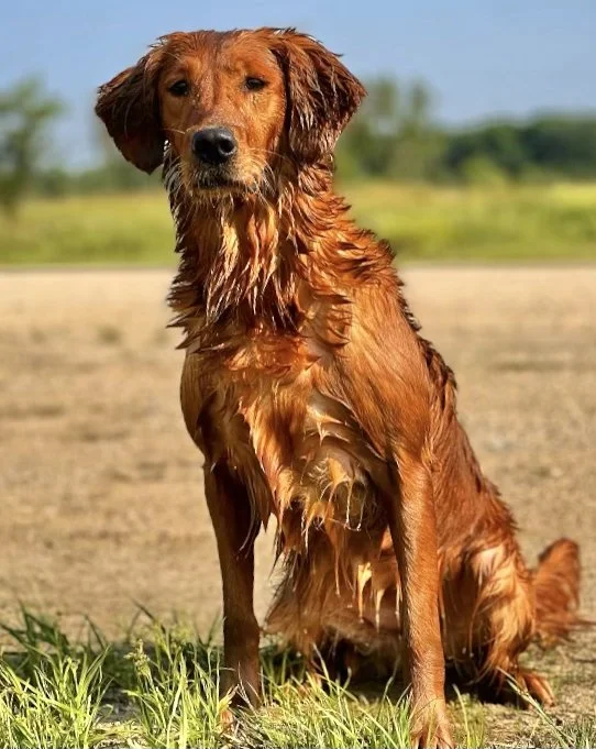 Rory Breedings — Resolute Goldens