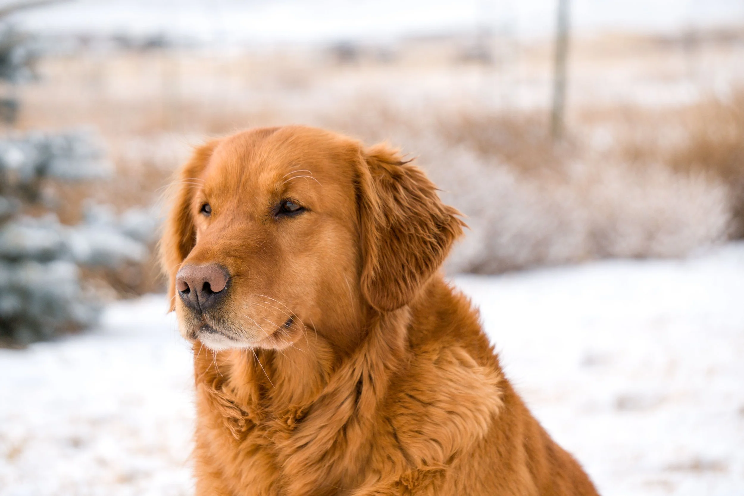 Rory Breedings — Resolute Goldens