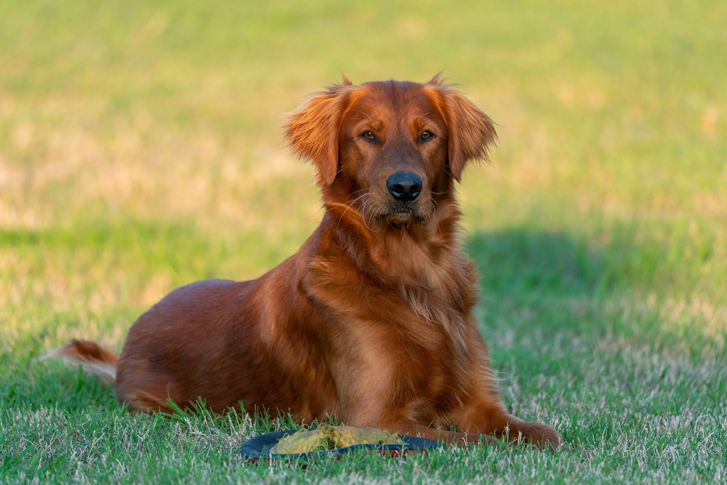 Field Golden Red Haired Golden Retriever Field Reddish Golden