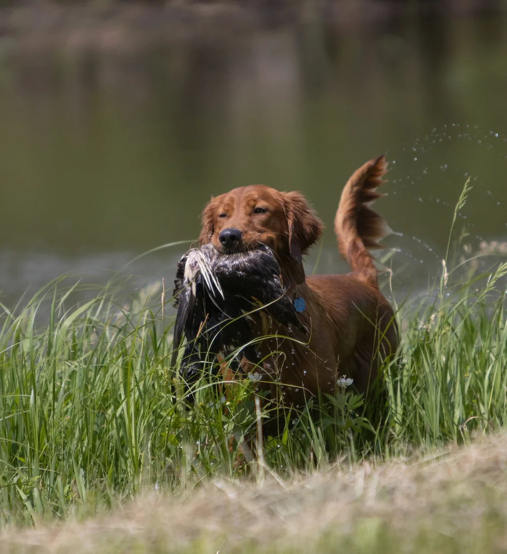 Rory Breedings — Resolute Goldens