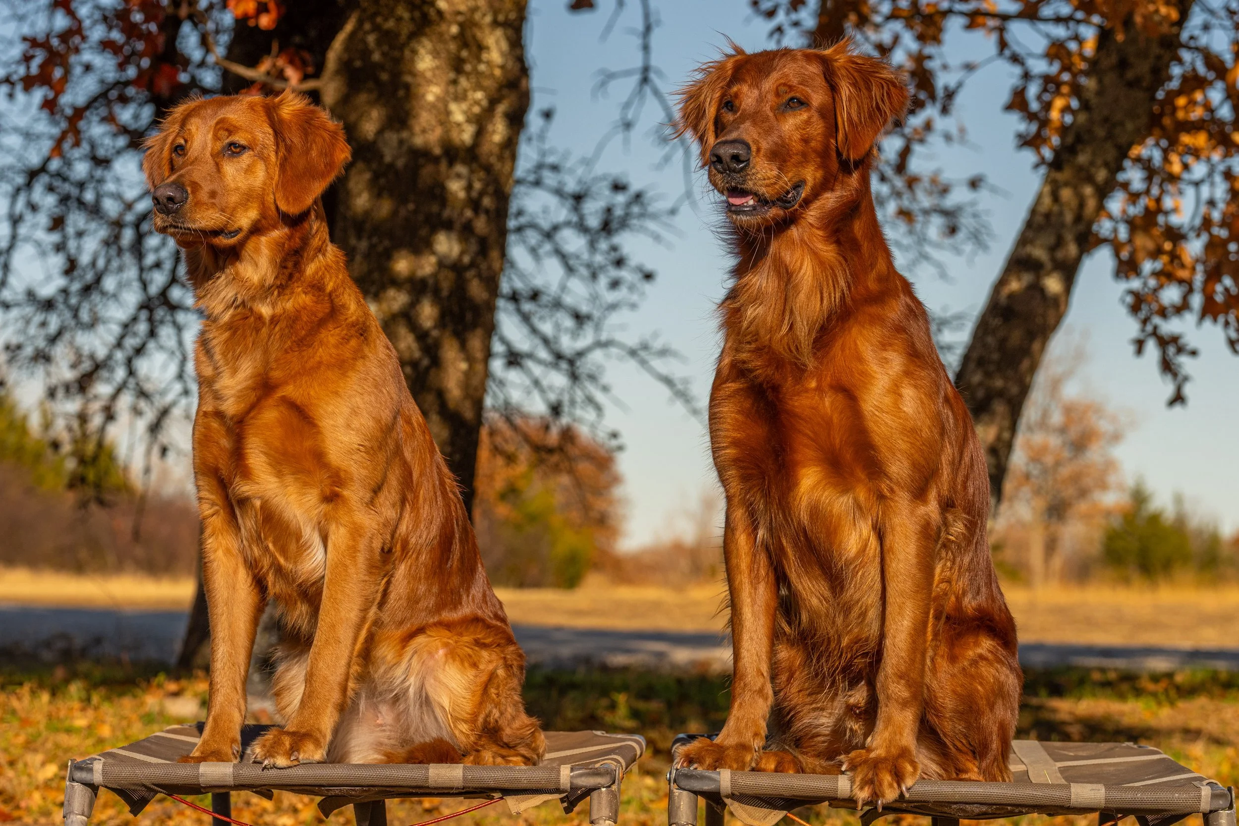Rory Breedings — Resolute Goldens