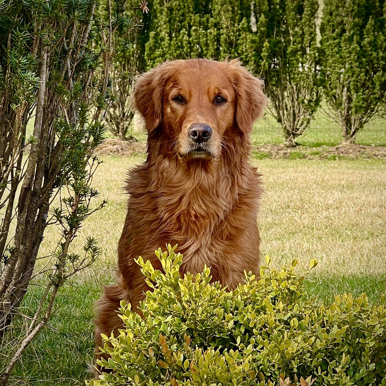 Rory Breedings — Resolute Goldens