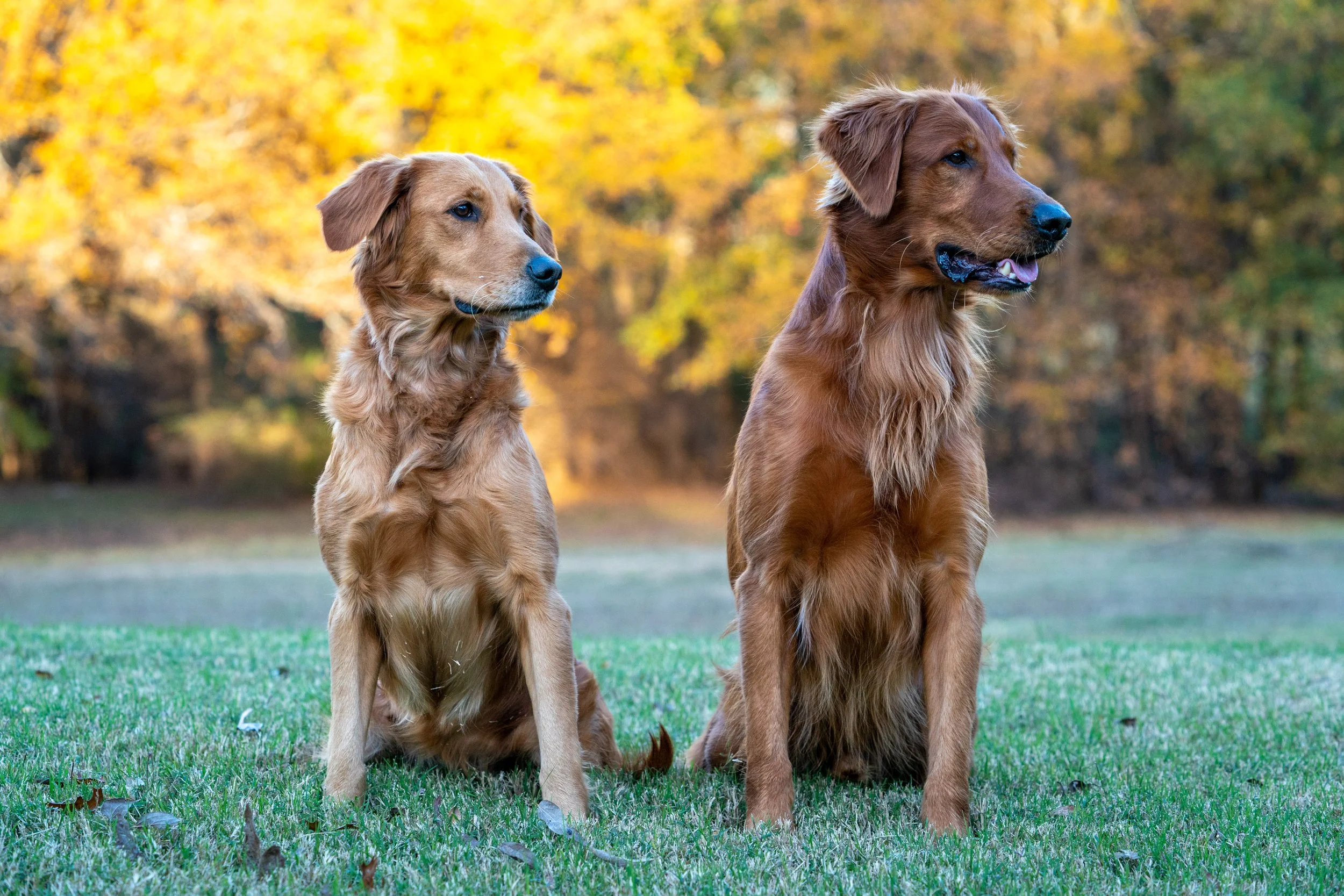 Rory Breedings — Resolute Goldens
