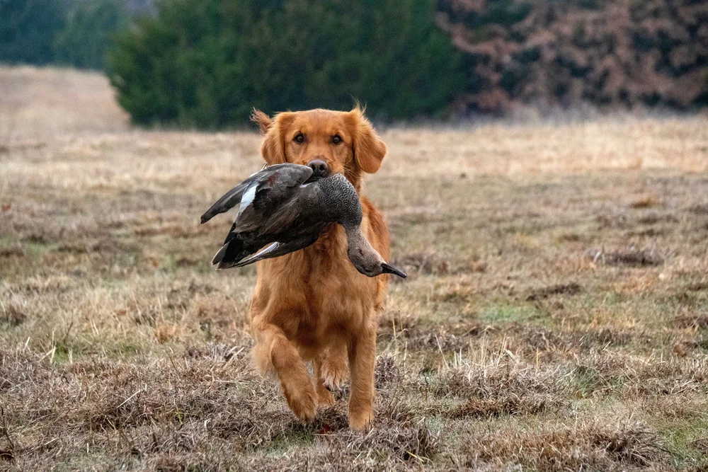 Rory Breedings — Resolute Goldens