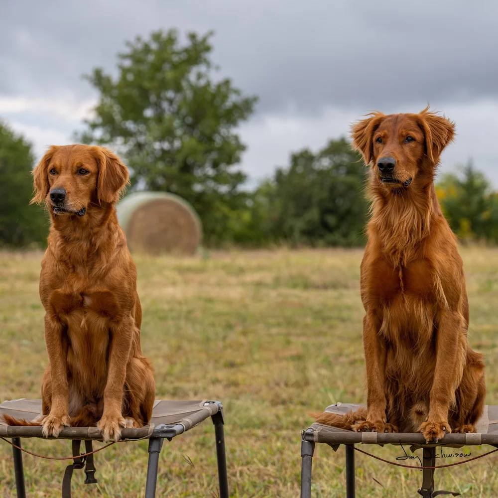 Rory Breedings — Resolute Goldens