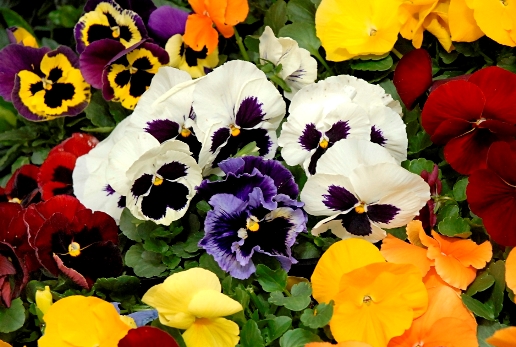 al's pansies 4.jpg