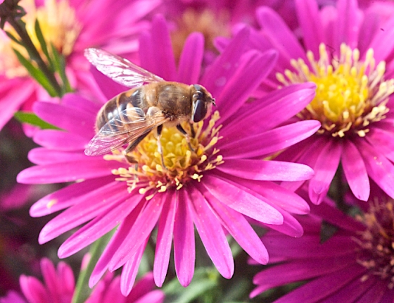 fall aster with bee 2.jpg