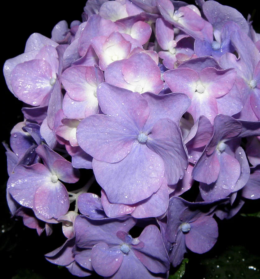 hydrangea purple majesty.jpg